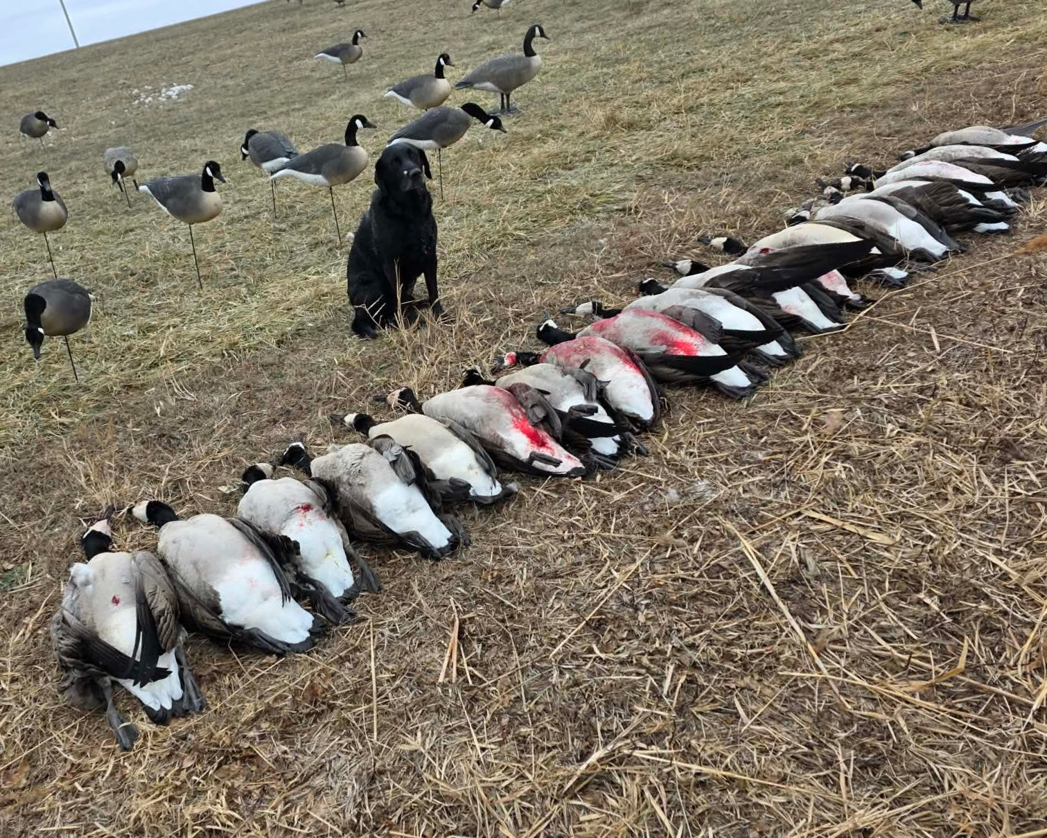 Full Body "Magnum" Canada Goose Decoys "PE Plastic" (hard body) with Flocked Heads. - "Per 6-Pack"