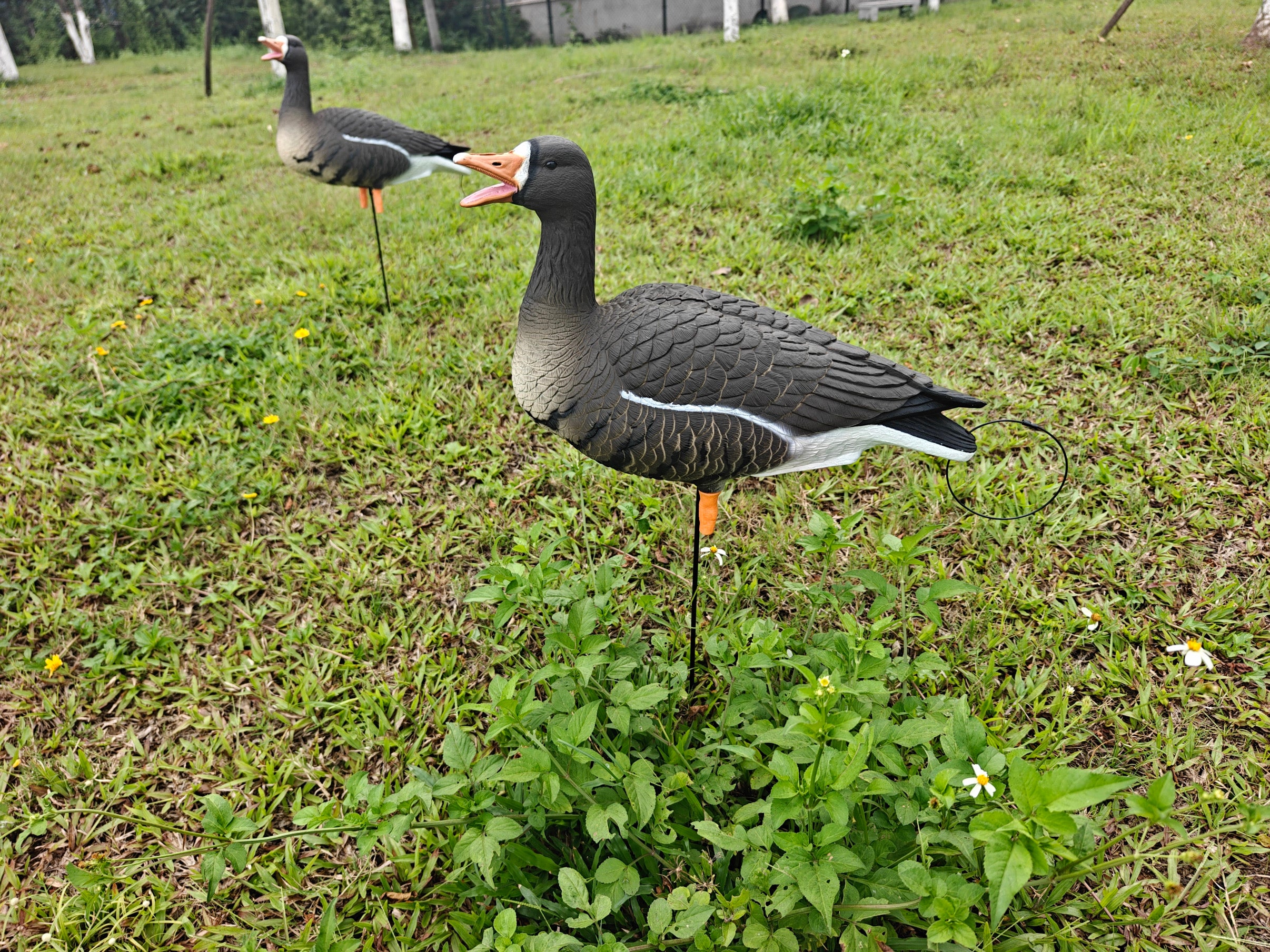 Full Body "Open Mouth" Specklebelly Goose Decoys "PE Plastic" (hard body) - "Per 4-Pack"