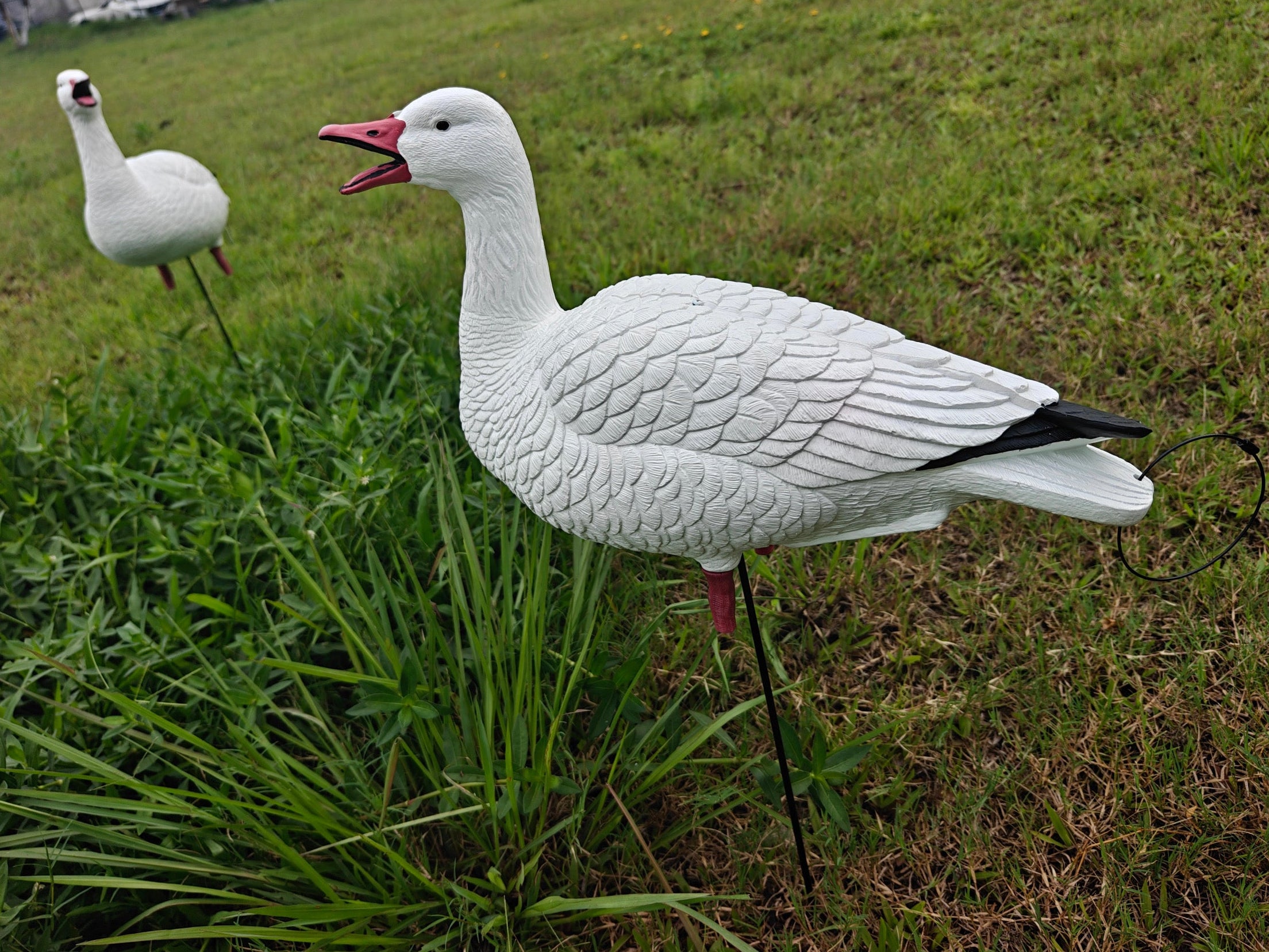 Full Body "Open Mouth" Snow Goose Decoys "PE Plastic" (hard body) - "Per 4-Pack"