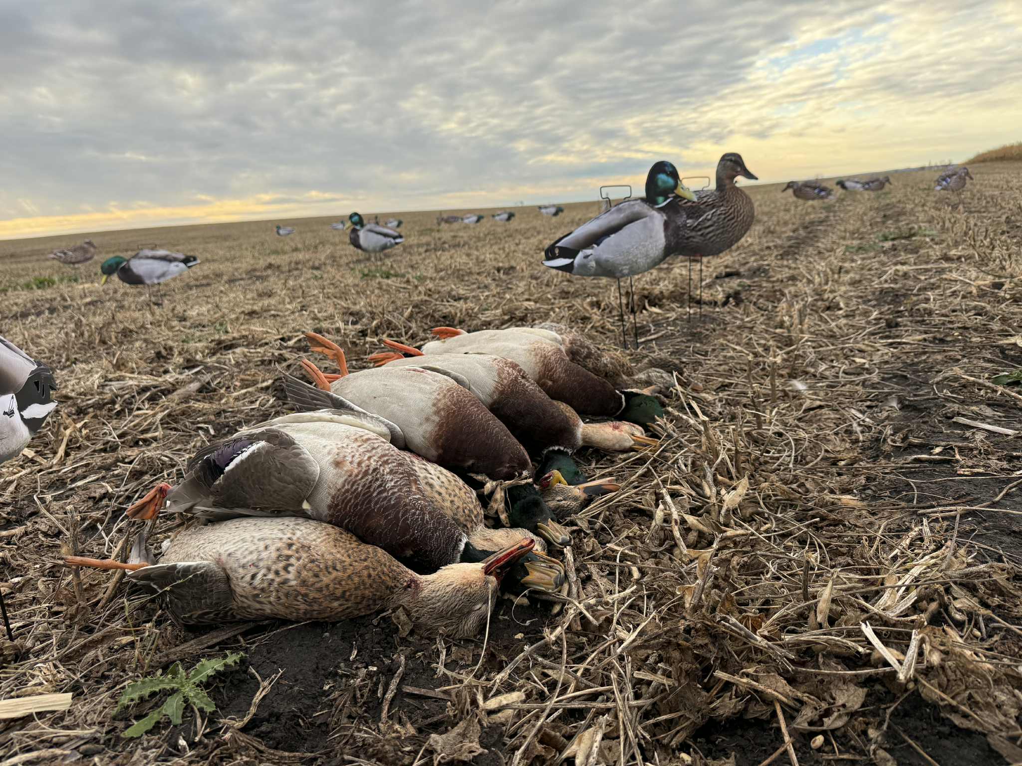 Mallard Duck Silhouette Decoys "Per Dozen"