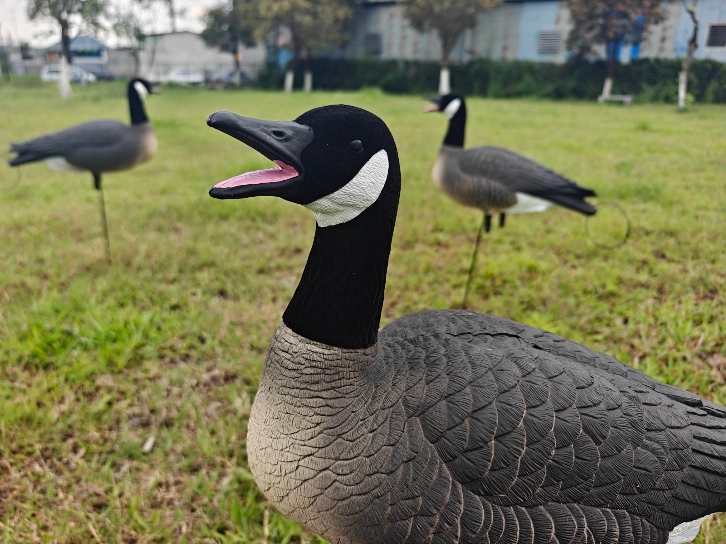Full Body "Open Mouth" Lesser Canada Goose Decoys "PE Plastic" (hard body) - "Per 4-Pack"