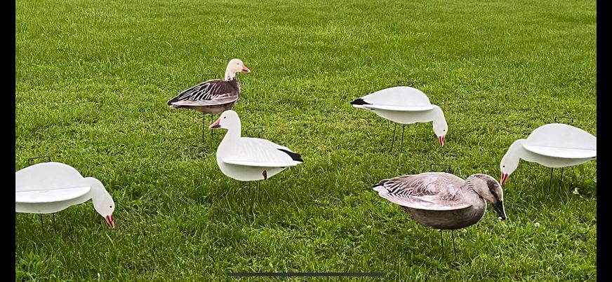 "Illusion Series" Snow Goose Silhouette Decoys - "Per Dozen"