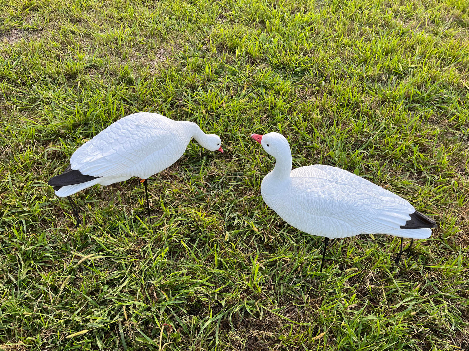 Full Body Snow Goose Decoys "PE Plastic"