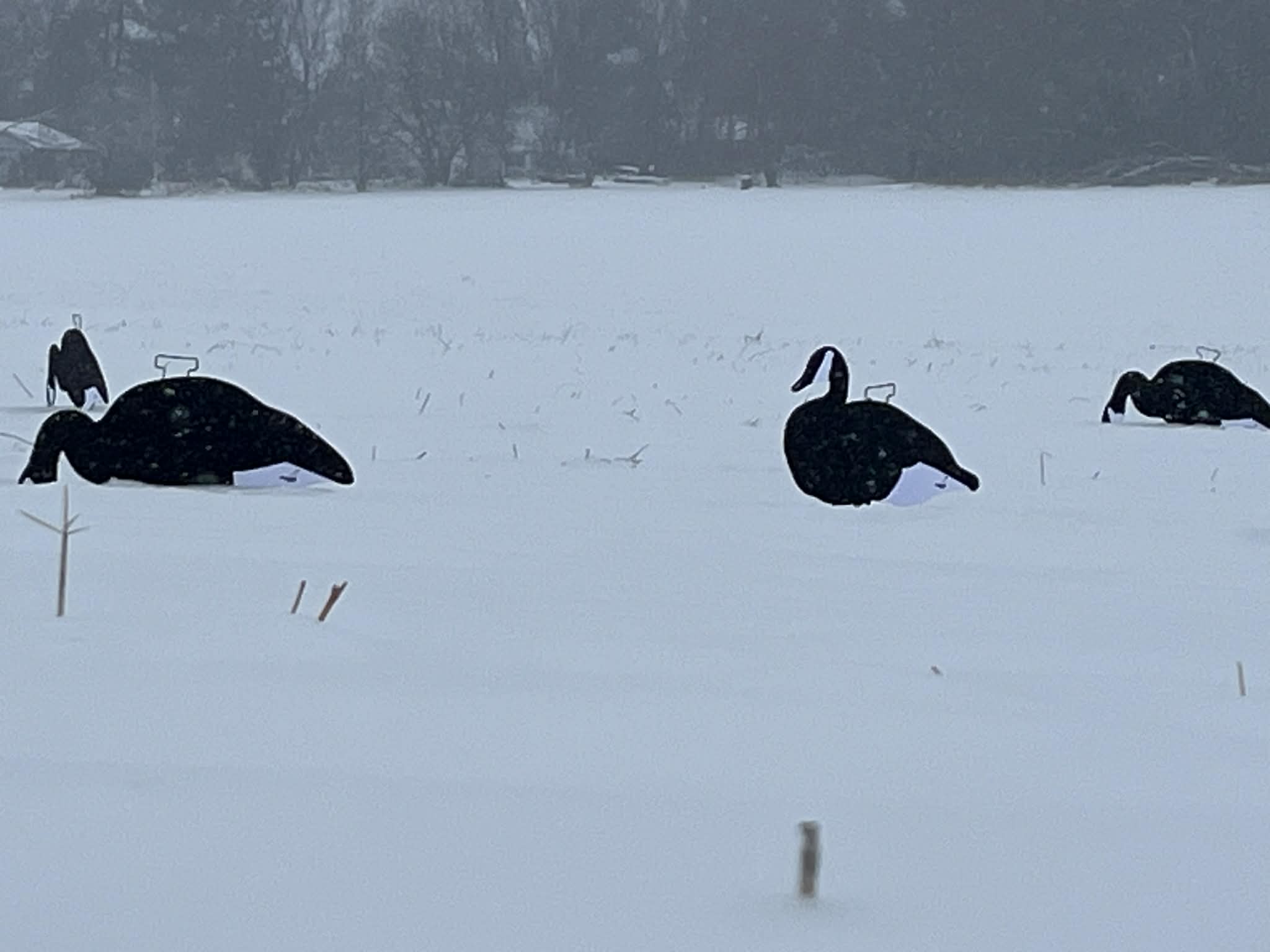 Black & White Canada Goose Silhouette Decoys