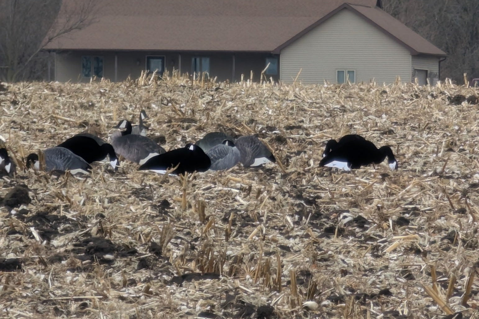 Fully Flocked Black & White Canada Goose Silhouette Decoys - "Per Dozen"