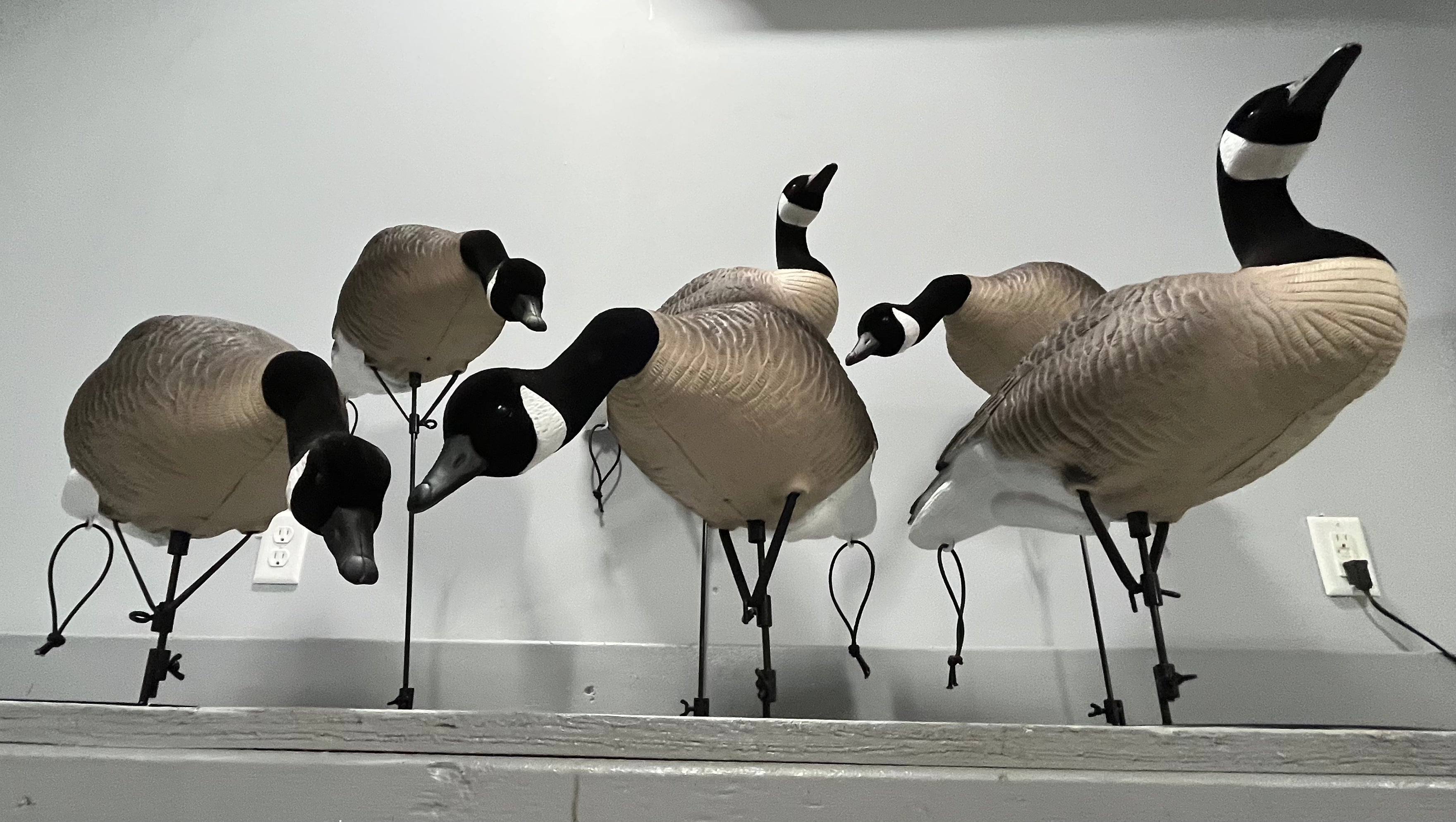 Full Body Canada Goose Decoys "PE PLASTIC" with Ring Bases - "Per 6-Pa