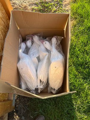 (Bargain Blind)  (EVA) Plastic Snow goose Decoys - 9 Decoys Total