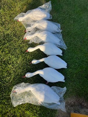 (Bargain Blind) "PE" snow Goose Decoys - (7)-Pack