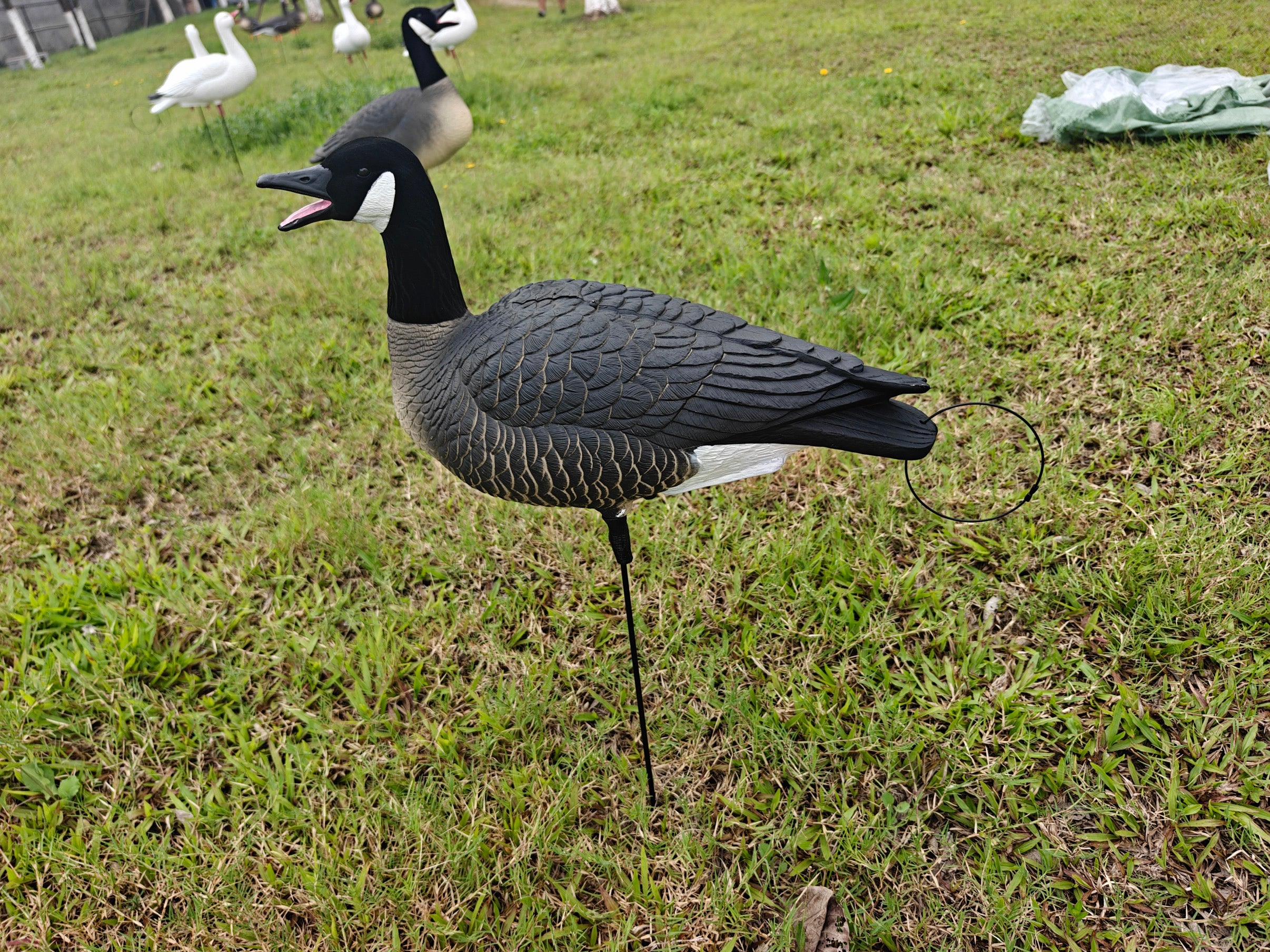 Full Body "Open Mouth" Lesser Canada Goose Decoys "PE Plastic" (hard body) - "Per 4-Pack"