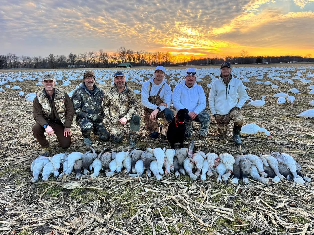 Full Body Snow Goose Decoys "PE Plastic" (hard body) with Square Bases - "Per 6-Pack"