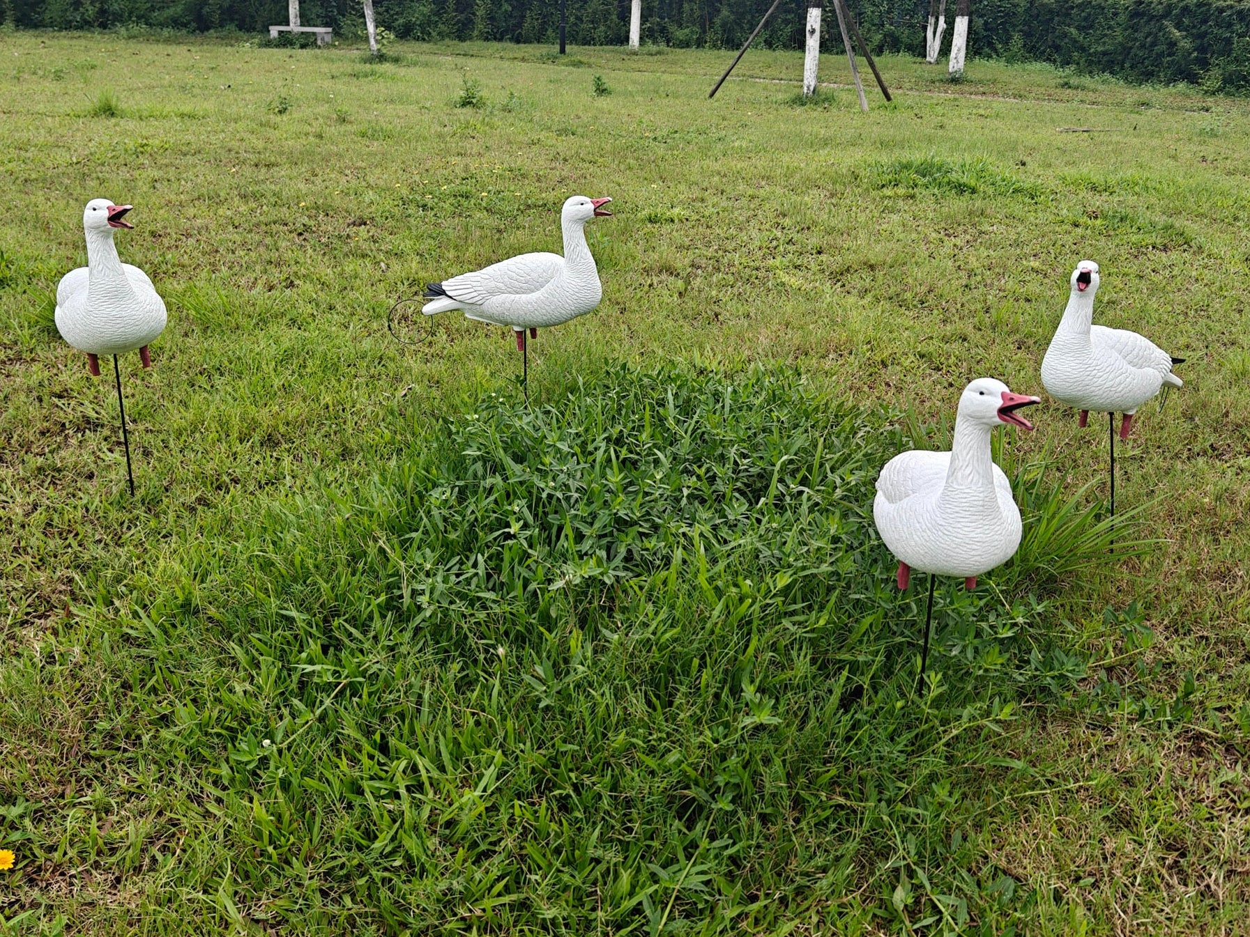 Full Body "Open Mouth" Snow Goose Decoys "PE Plastic" (hard body) - "Per 4-Pack"
