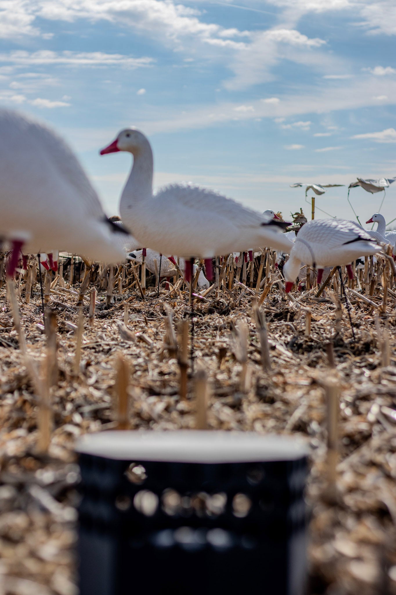 Full Body Snow Goose Decoys "PE Plastic" (hard body) with Square Bases - "Per 6-Pack"