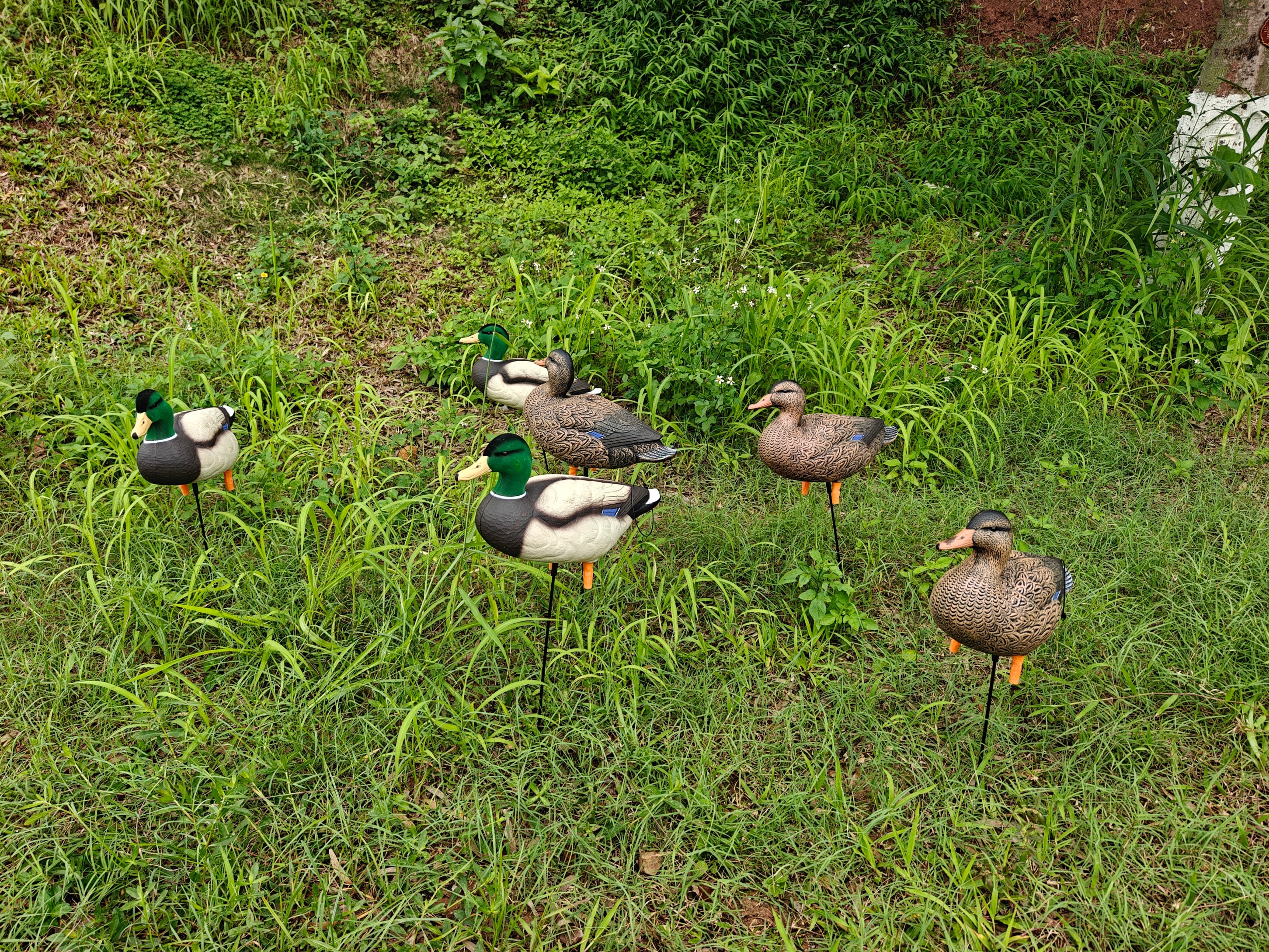 * PRE-ORDER SALE * "MAGNUM" Full Body Field Mallard Duck Decoys “PE Plastic” (hard body) FLOCKED HEADS ON DRAKES
