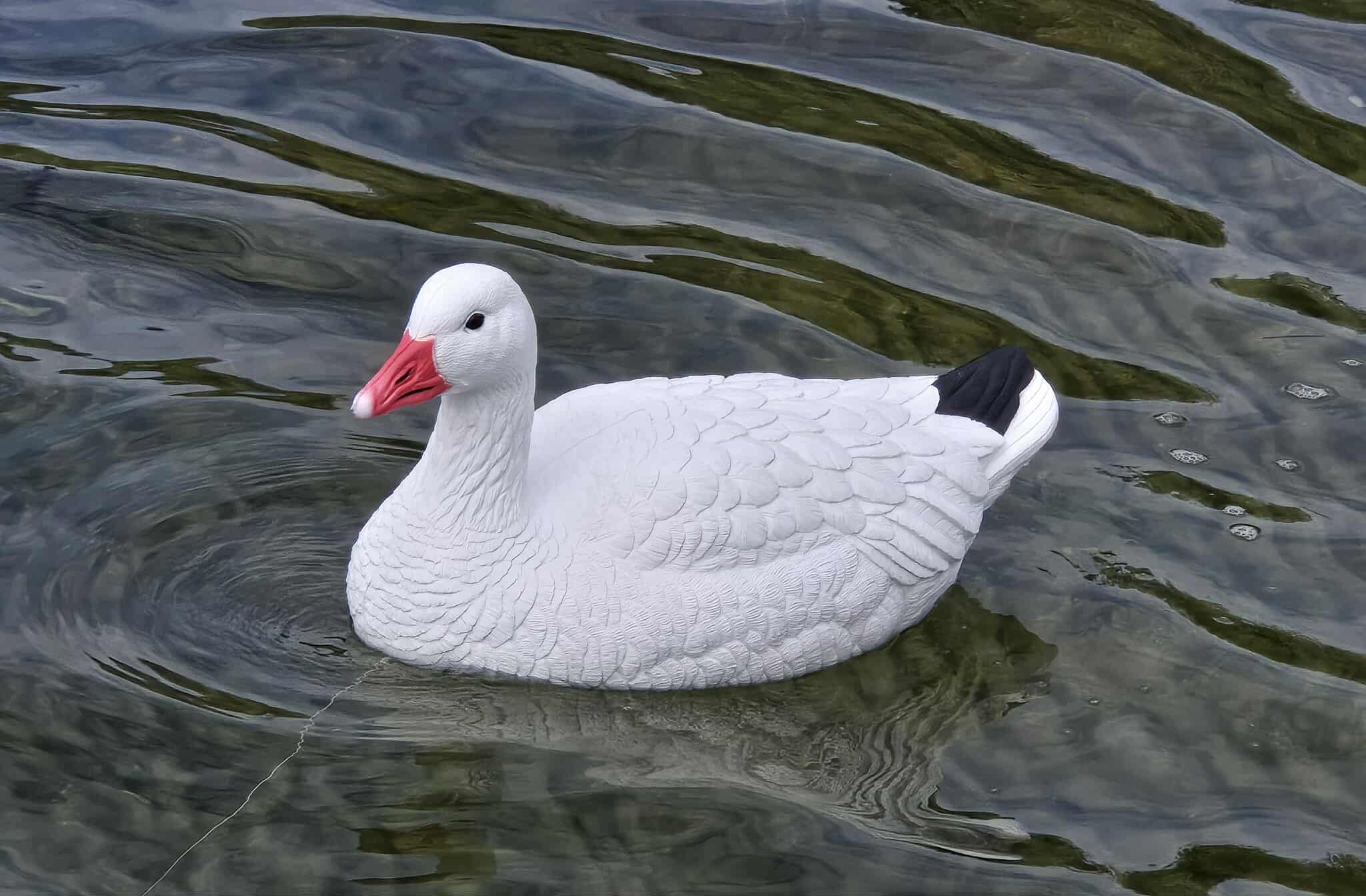 "Pre-Order Sale" PE Snow Goose Floater Decoys "Per 6-Pack"