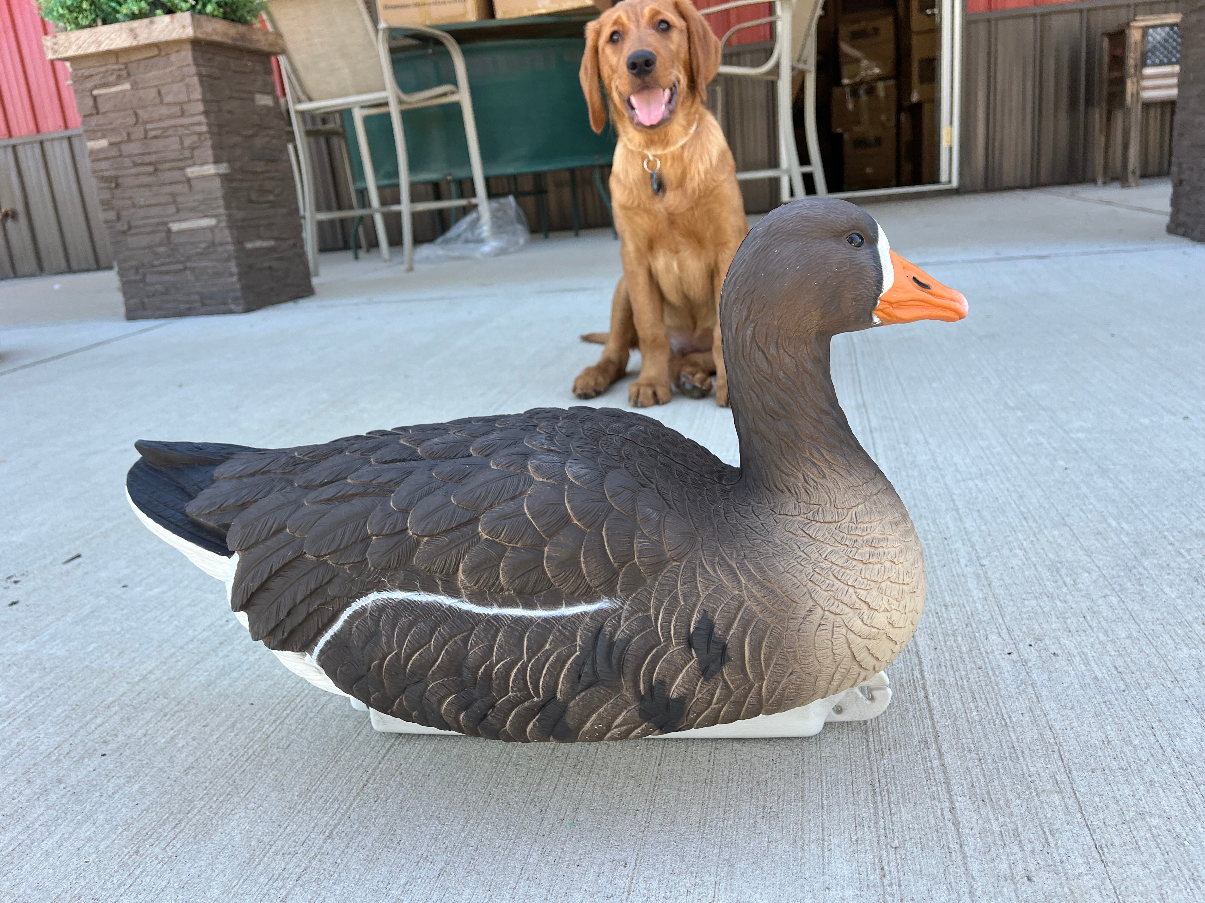 "Pre-Order Sale" PE Specklebelly Goose Floater Decoys "Per 6-Pack"
