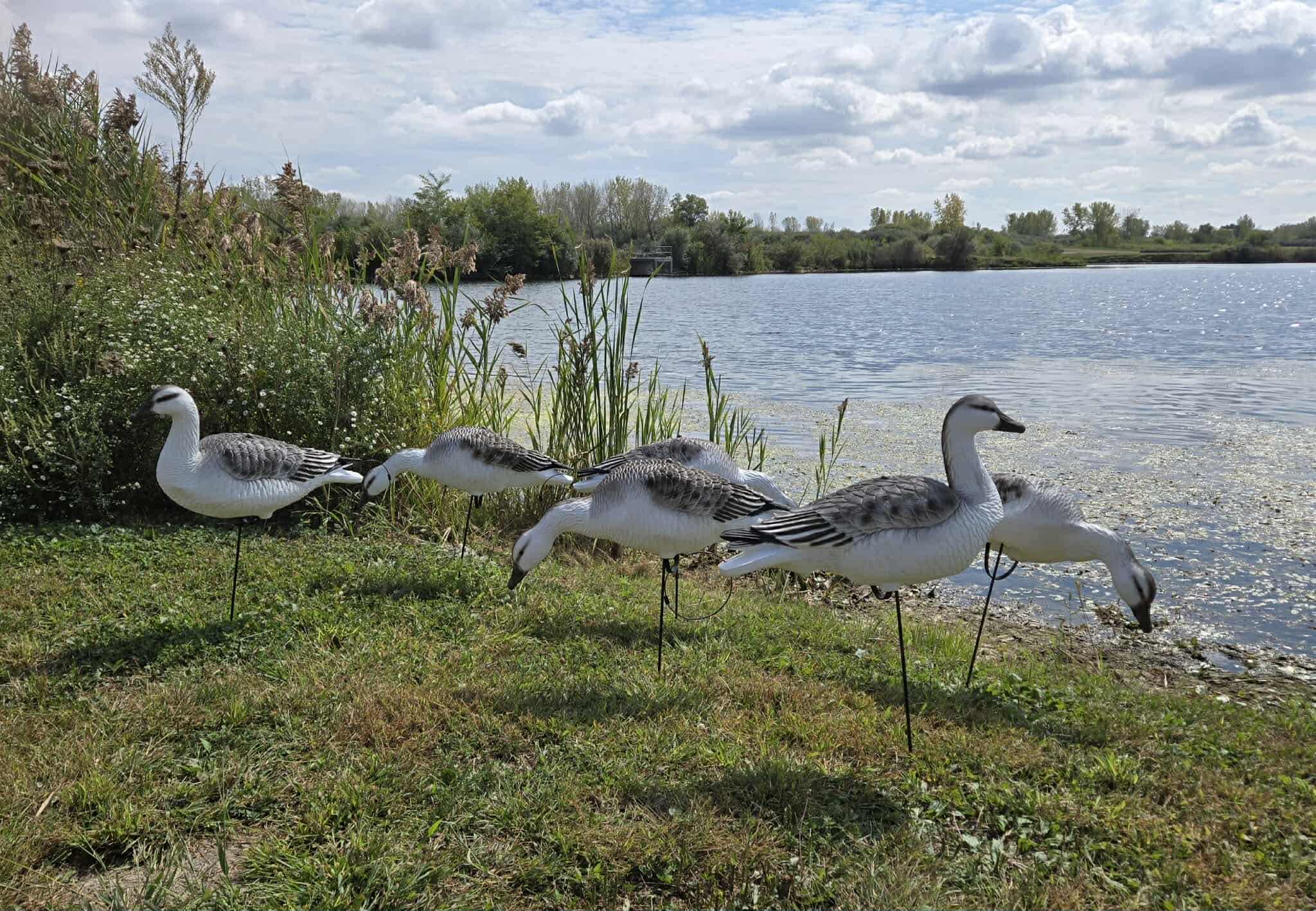 "EVA" Juvie Snow Goose Full Body Decoys “Per Dozen”