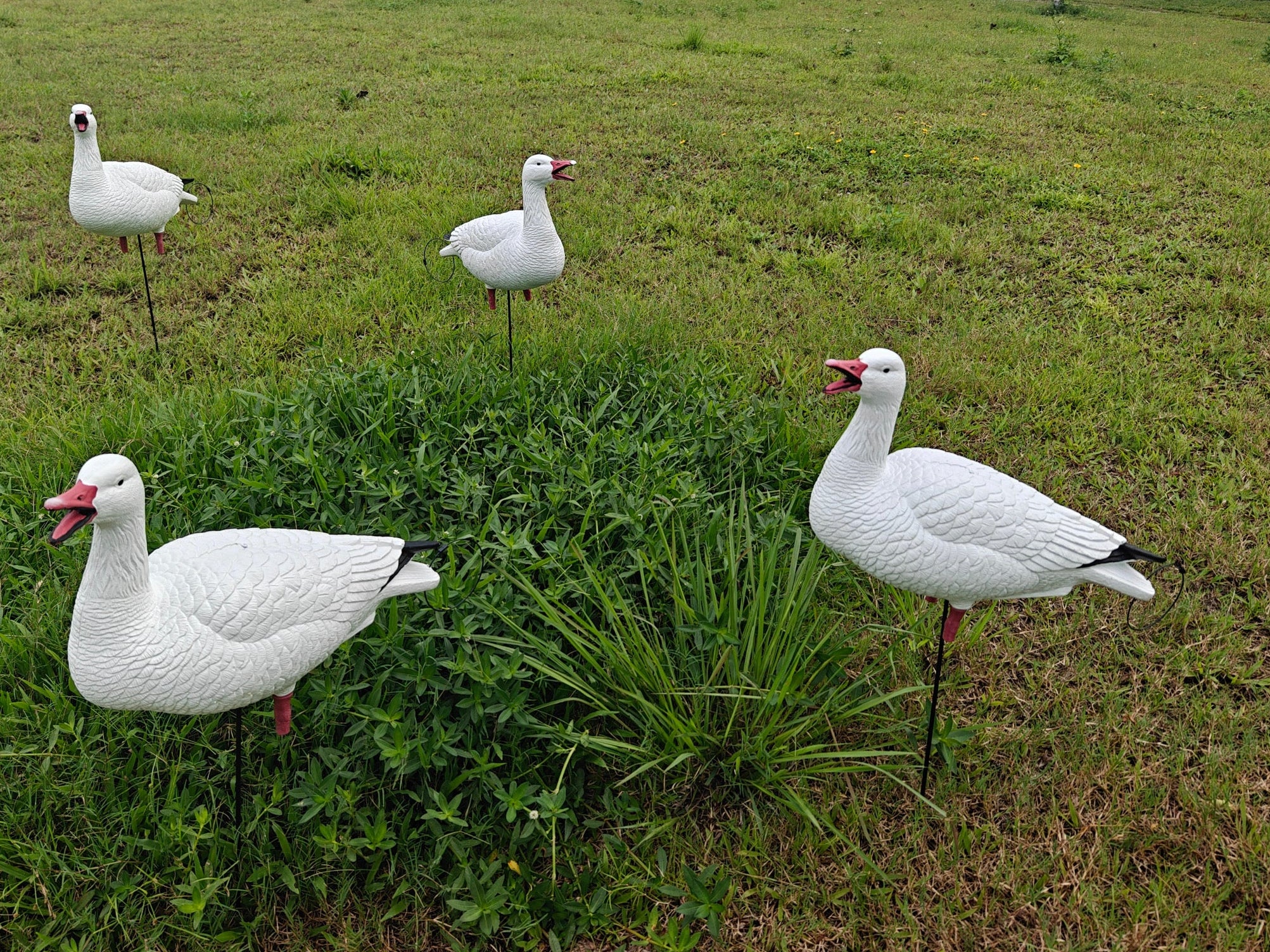 Full Body "Open Mouth" Snow Goose Decoys "PE Plastic" (hard body) - "Per 4-Pack"
