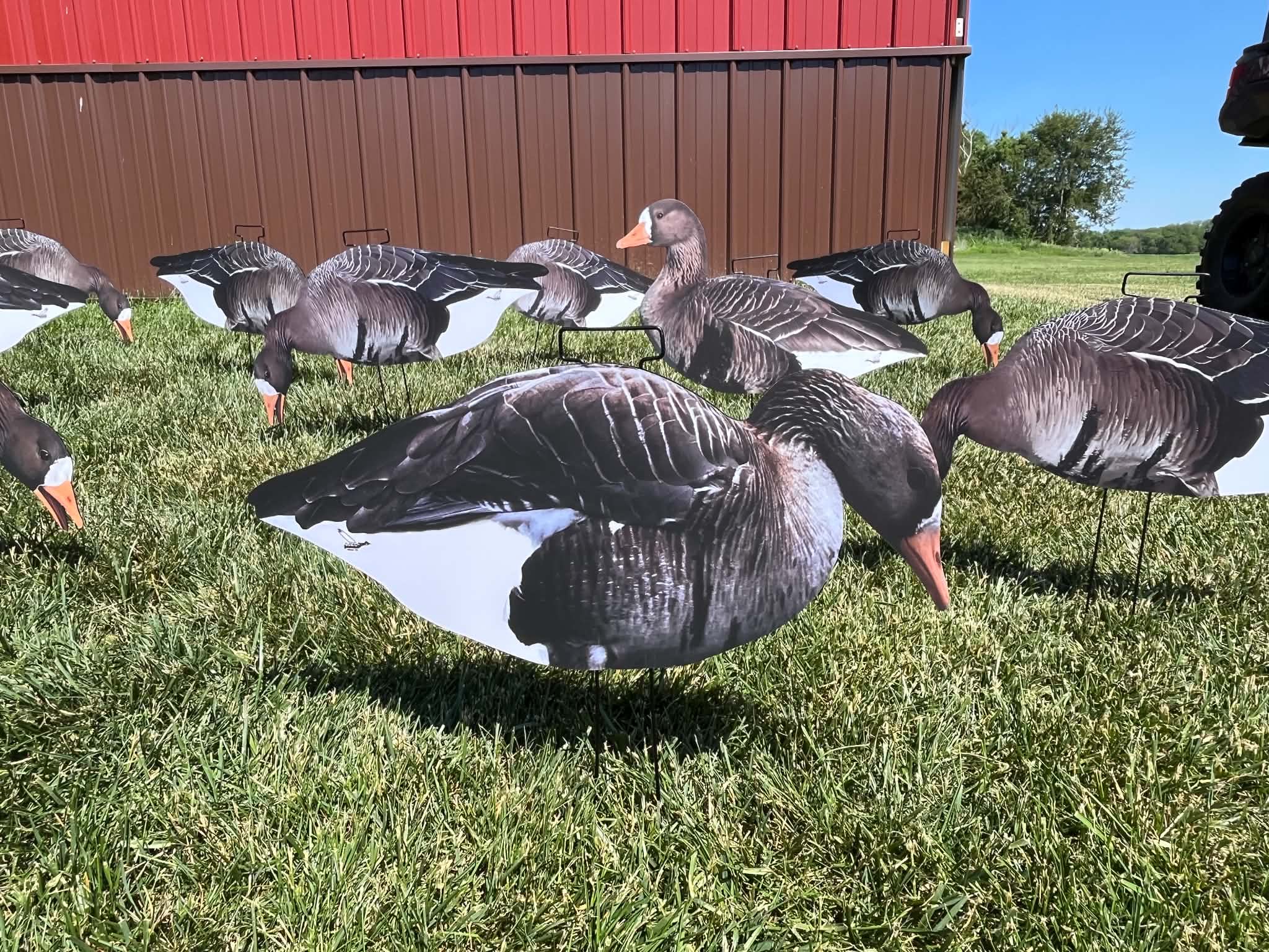 Specklebelly Goose Silhouette Decoys - "Per Dozen"