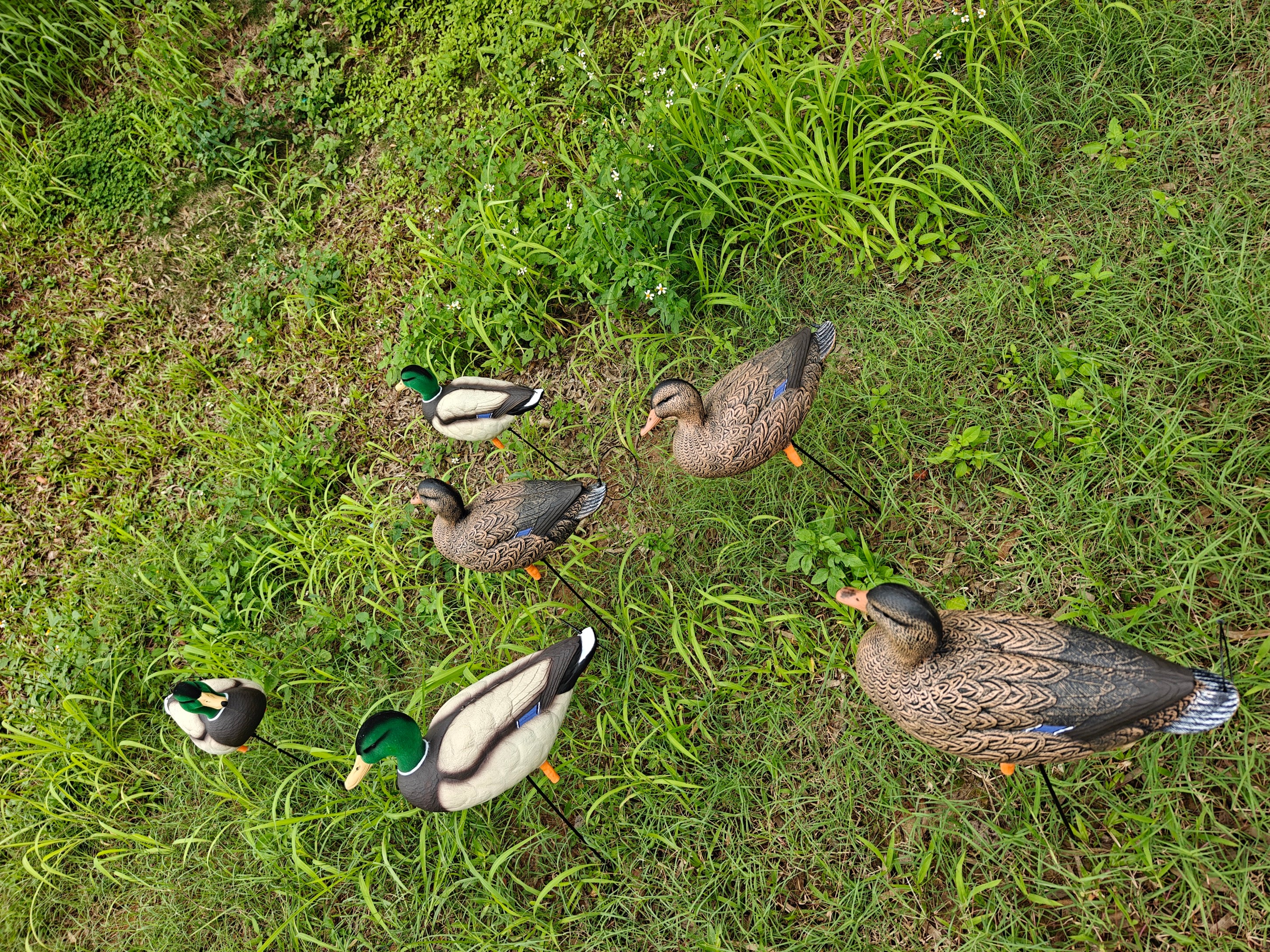 * PRE-ORDER SALE * "MAGNUM" Full Body Field Mallard Duck Decoys “PE Plastic” (hard body) FLOCKED HEADS ON DRAKES