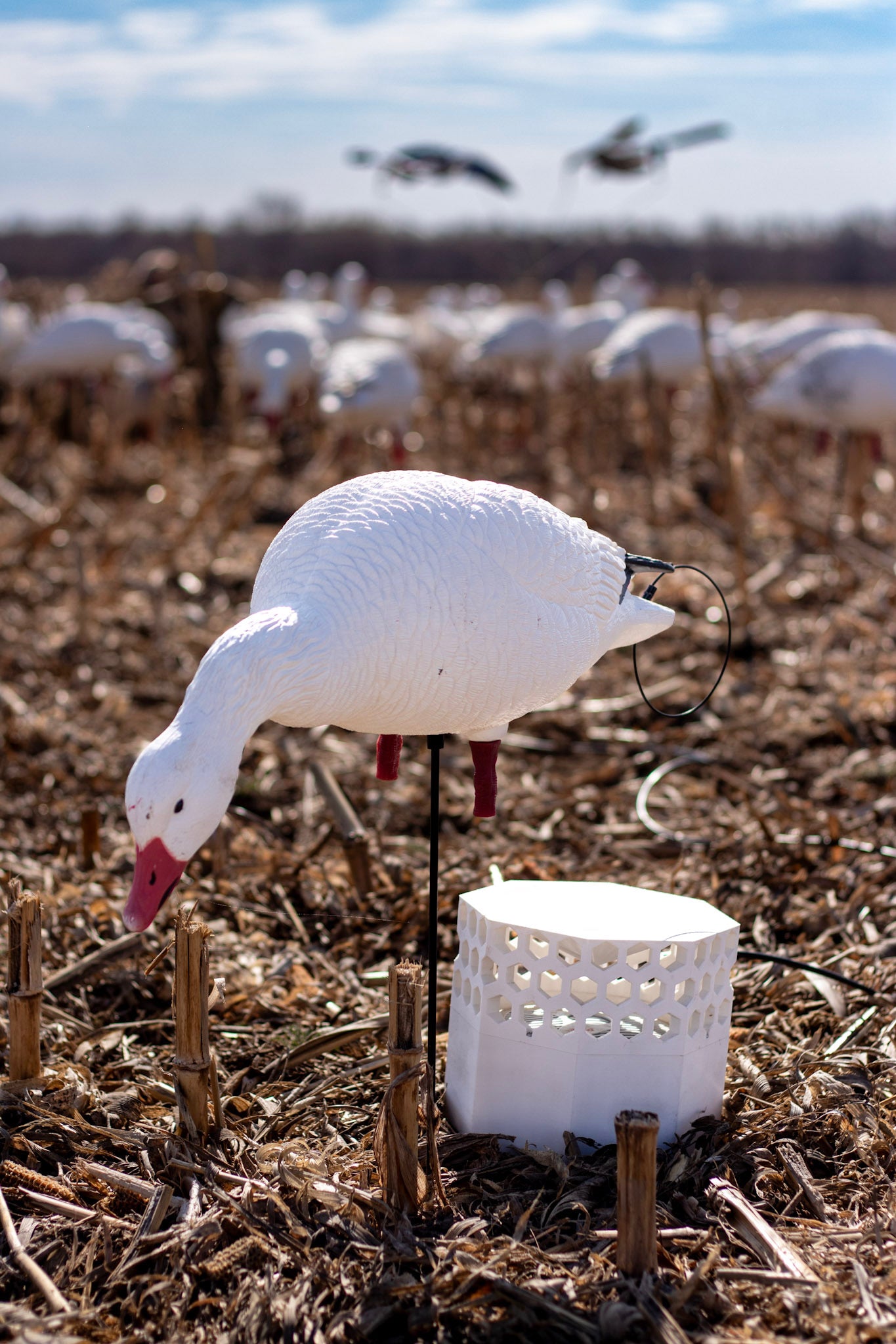 Full Body Snow Goose Decoys "PE Plastic" (hard body) with Square Bases - "Per 6-Pack"