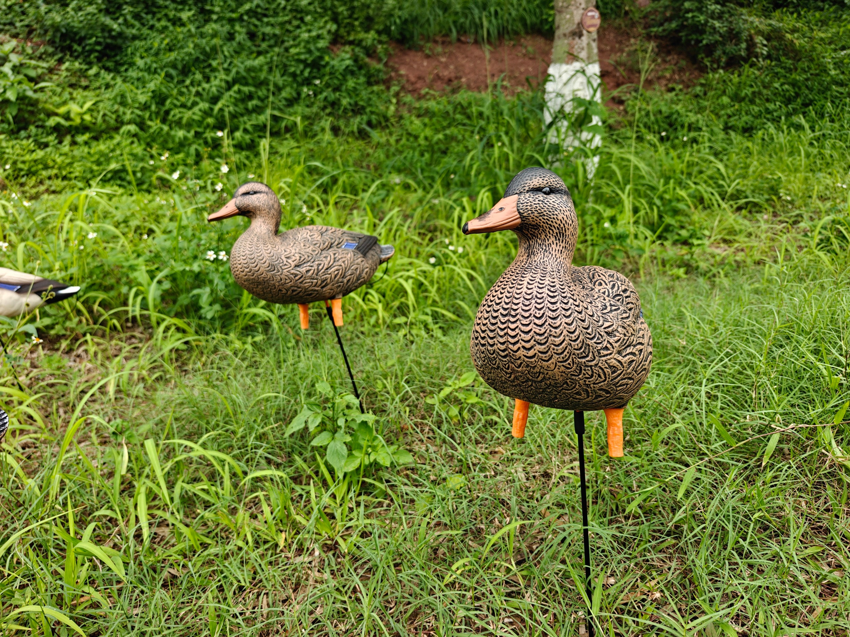 * PRE-ORDER SALE * "MAGNUM" Full Body Field Mallard Duck Decoys “PE Plastic” (hard body) FLOCKED HEADS ON DRAKES