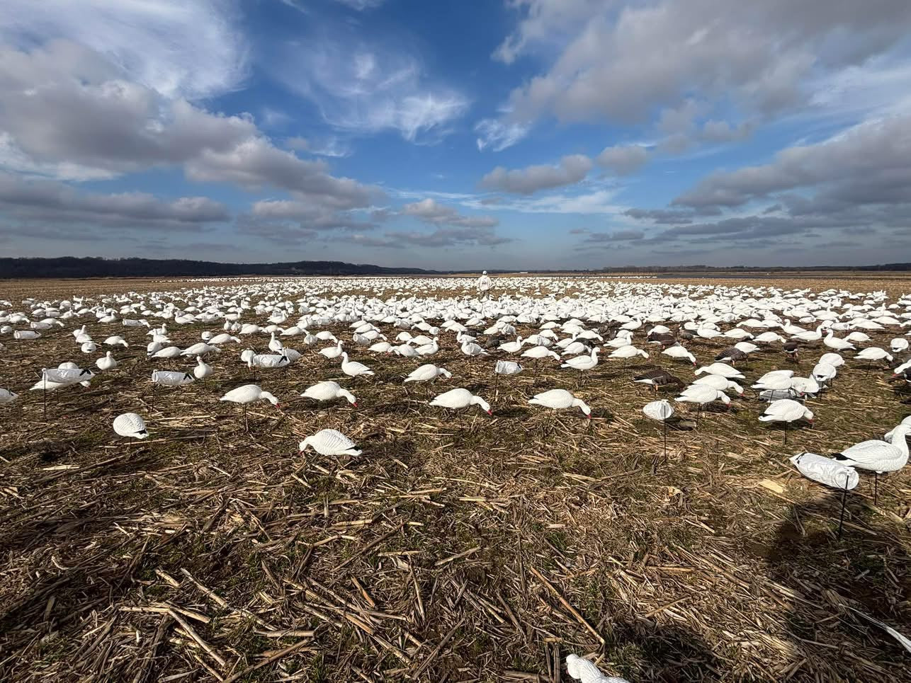 Full Body Snow Goose Decoys "PE Plastic" (hard body) with Square Bases - "Per 6-Pack"