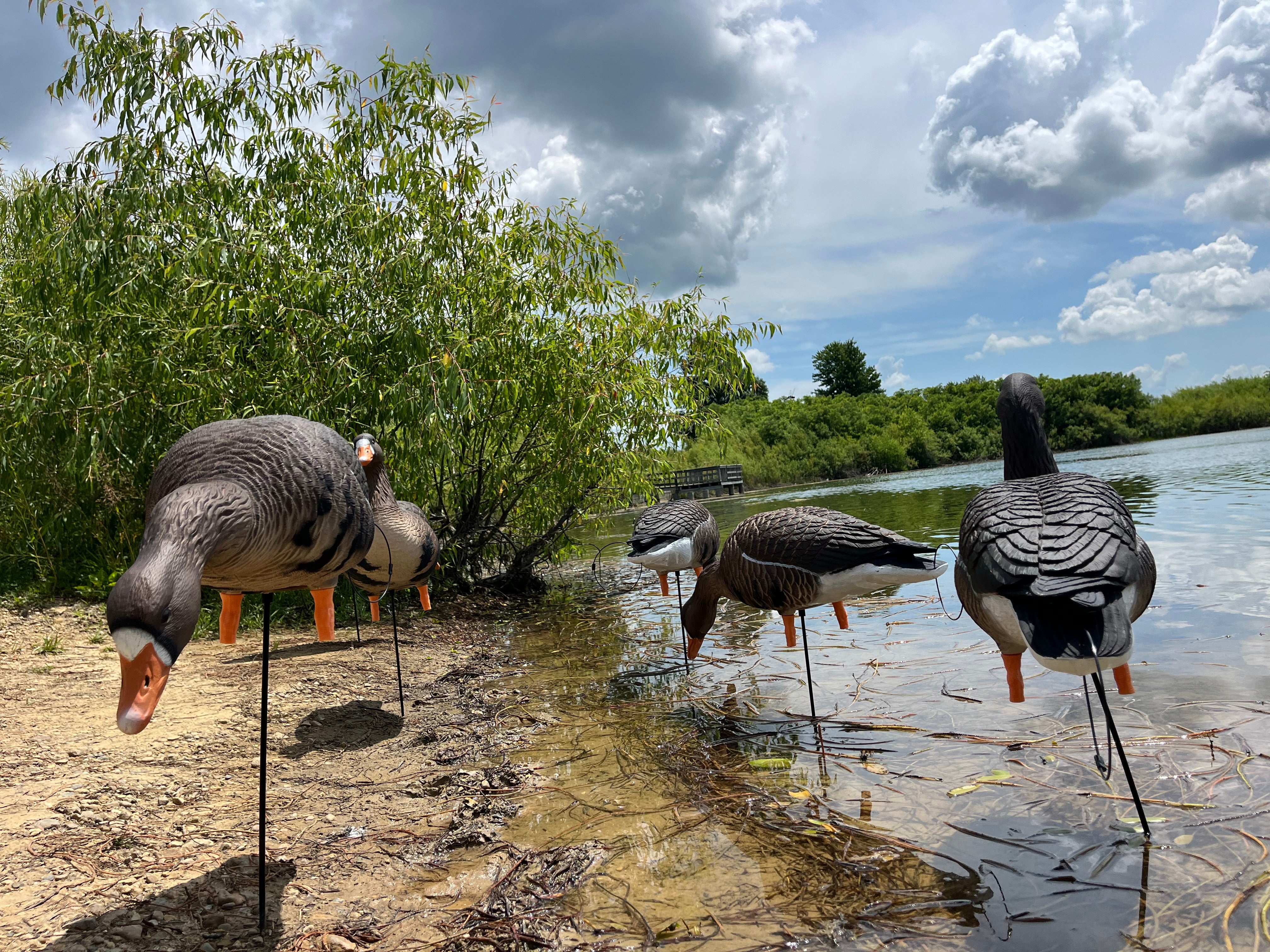Full Body Specklebelly Goose Decoys "PE PLASTIC" with 14” Square Bases - "Per 6-Pack"