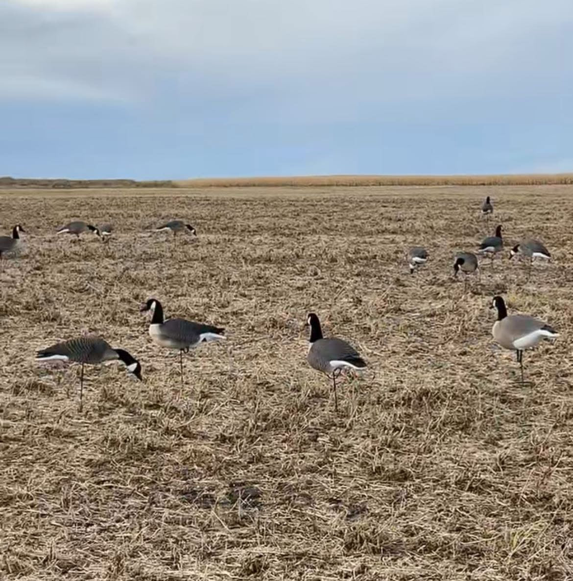 Full Body Canada Goose “Lesser” Decoys "EVA Plastic" (flexible body) - ”Per Dozen"