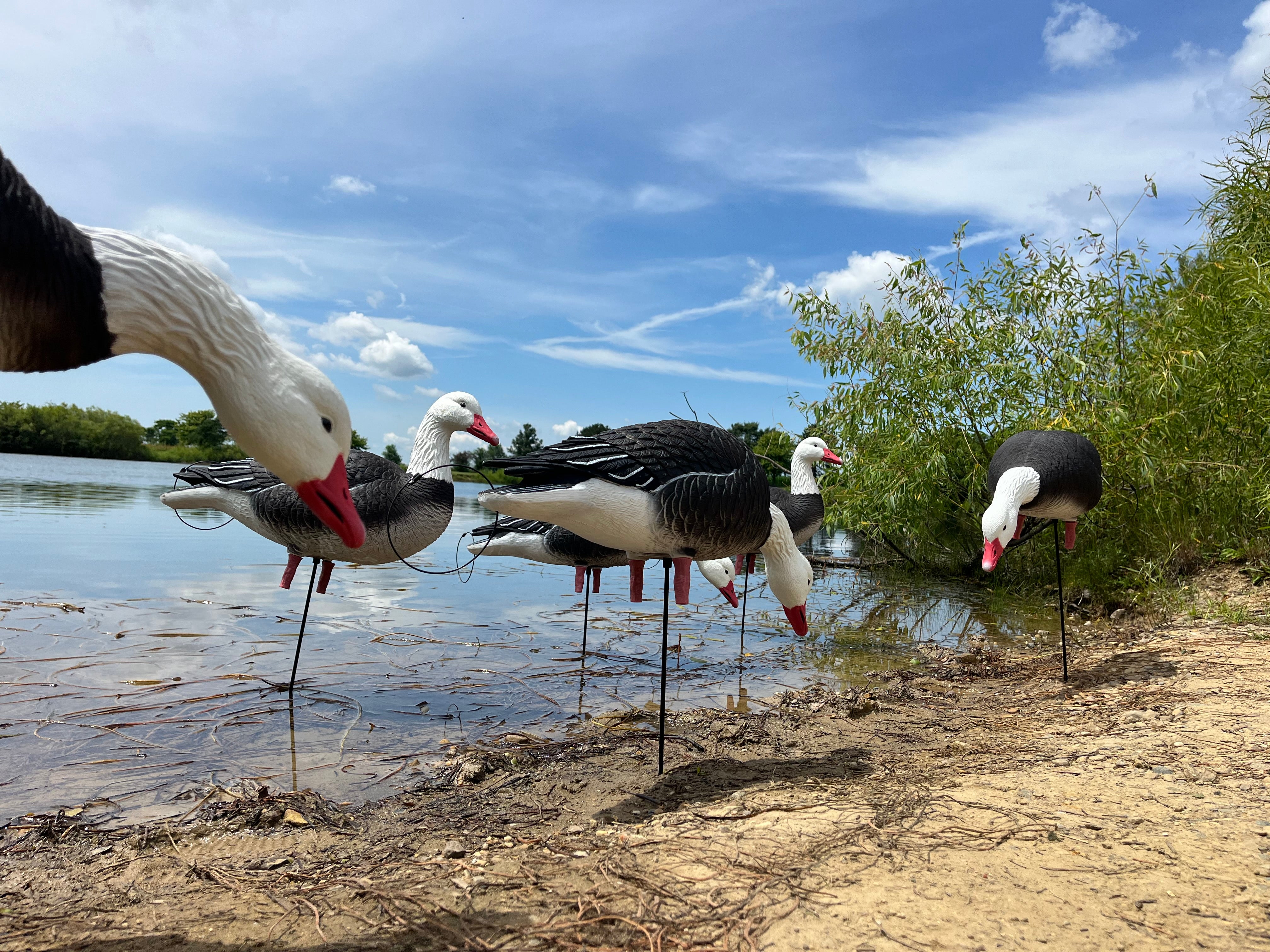 Full Body Blue Goose Decoys "PE Plastic" (hard body) - "Per 6-Pack"