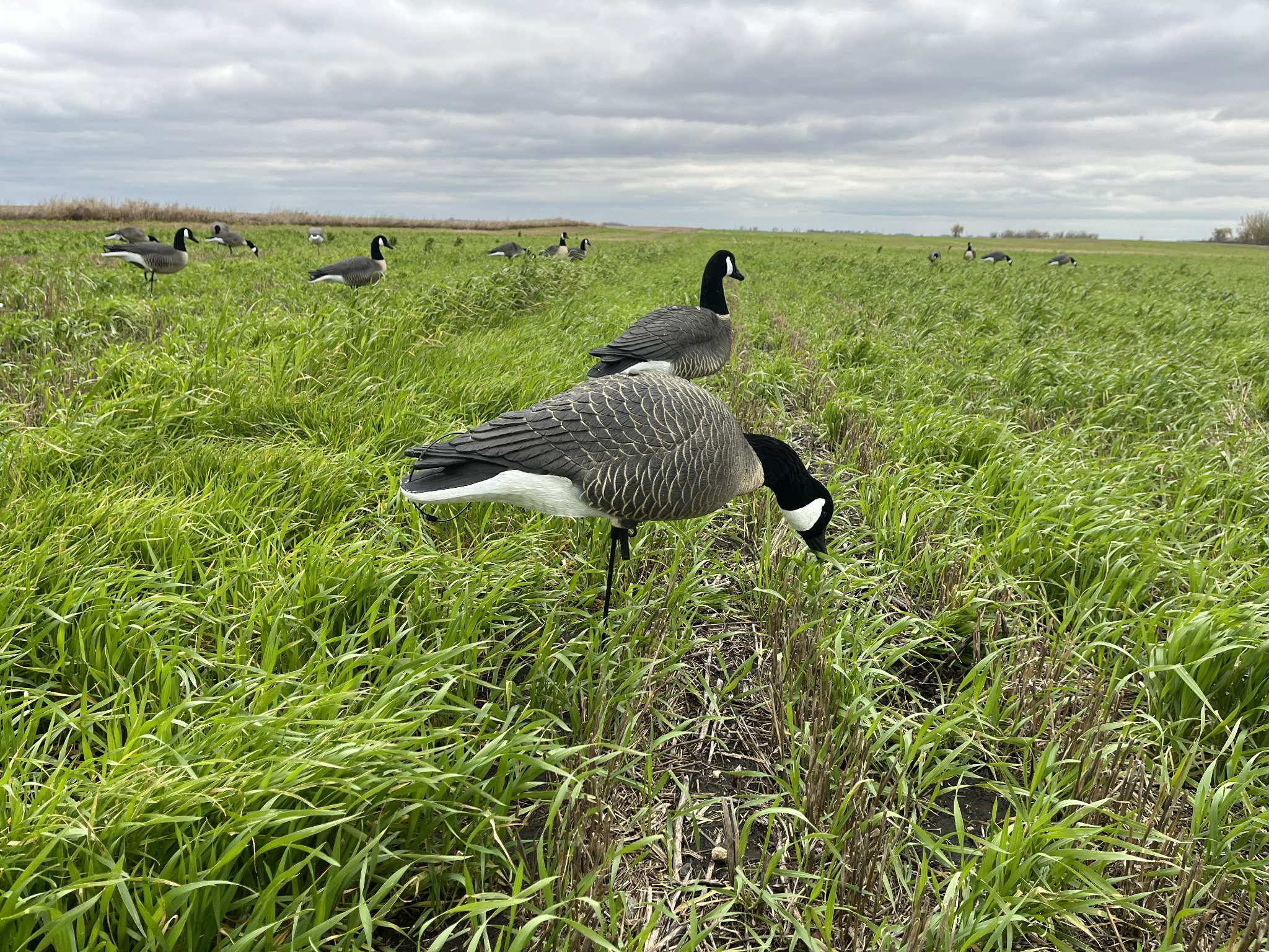 Full Body Canada Goose “Lesser” Decoys "EVA Plastic" (flexible body) - ”Per Dozen"