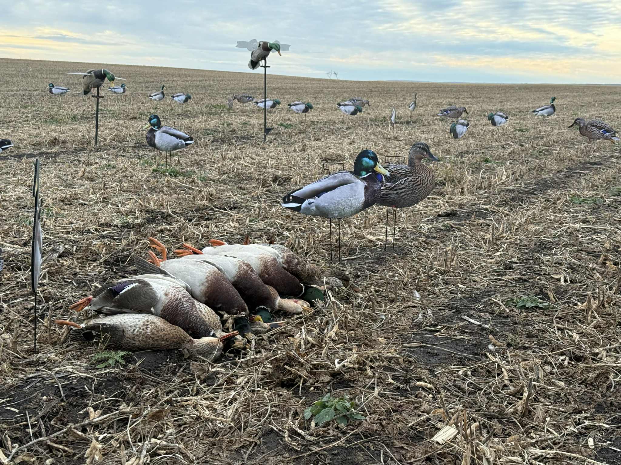 Mallard Duck Silhouette Decoys "Per Dozen"