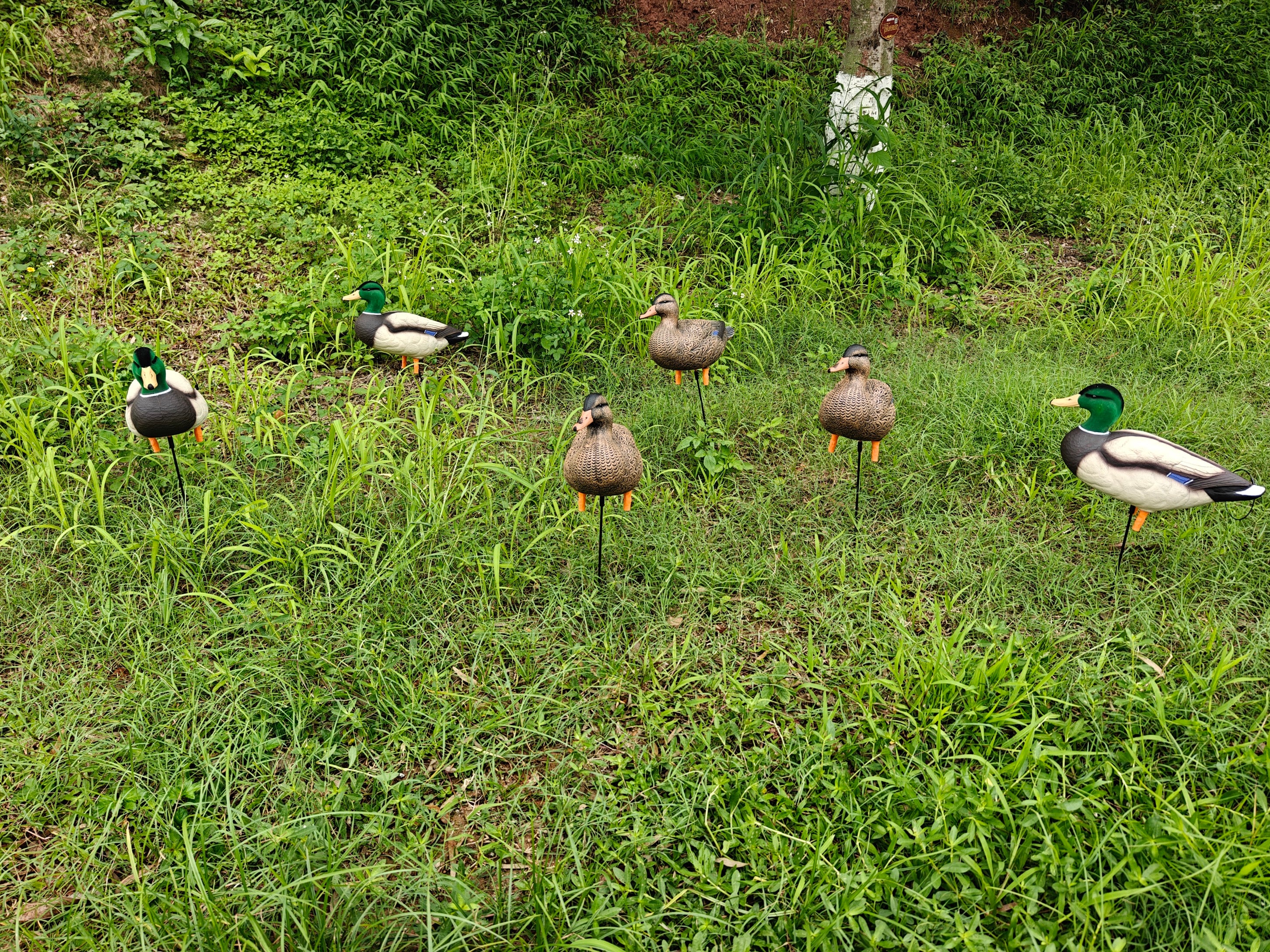 * PRE-ORDER SALE * "MAGNUM" Full Body Field Mallard Duck Decoys “PE Plastic” (hard body) FLOCKED HEADS ON DRAKES