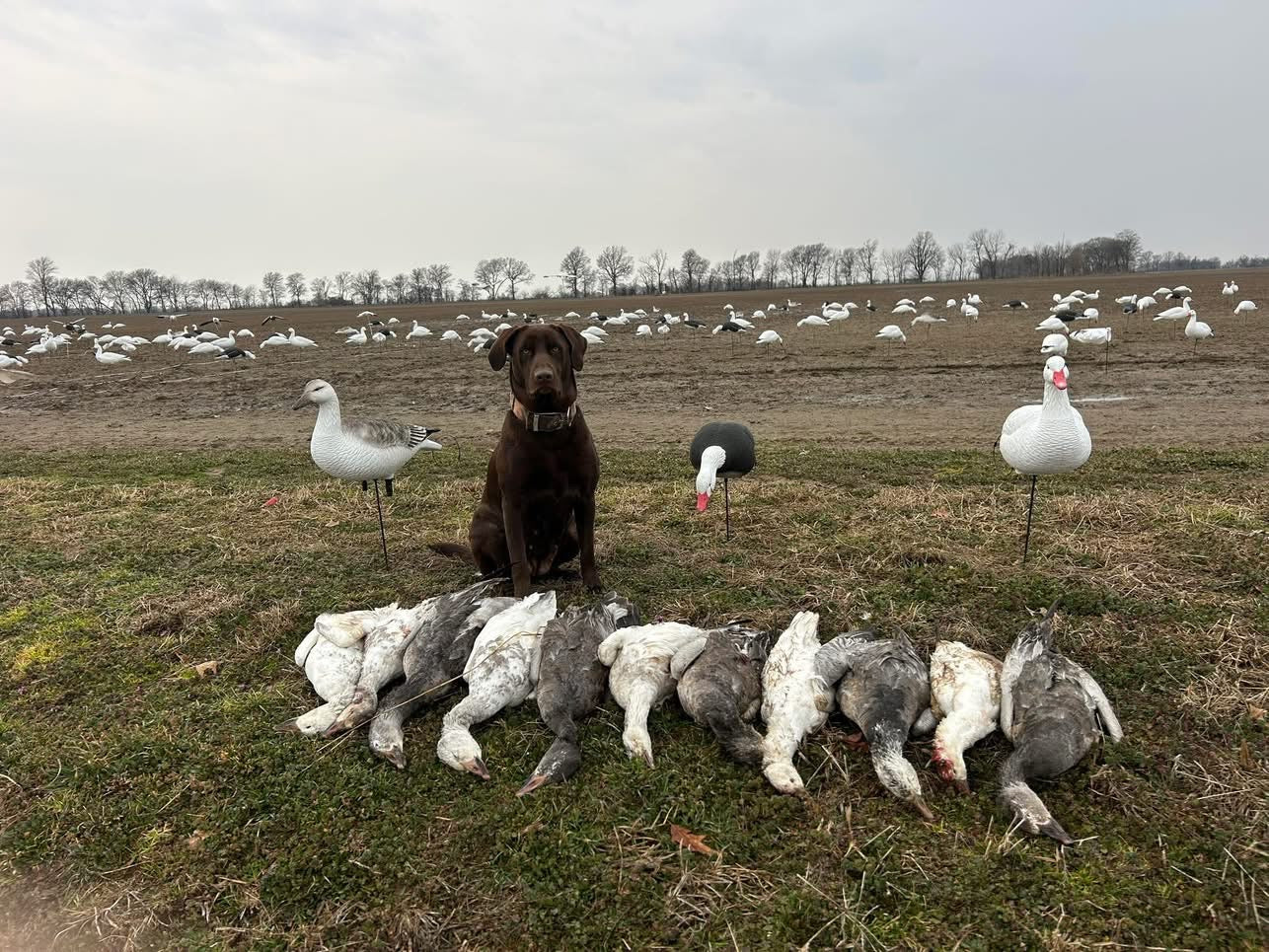 Full Body Snow Goose Decoys "PE Plastic" (hard body) with Square Bases - "Per 6-Pack"