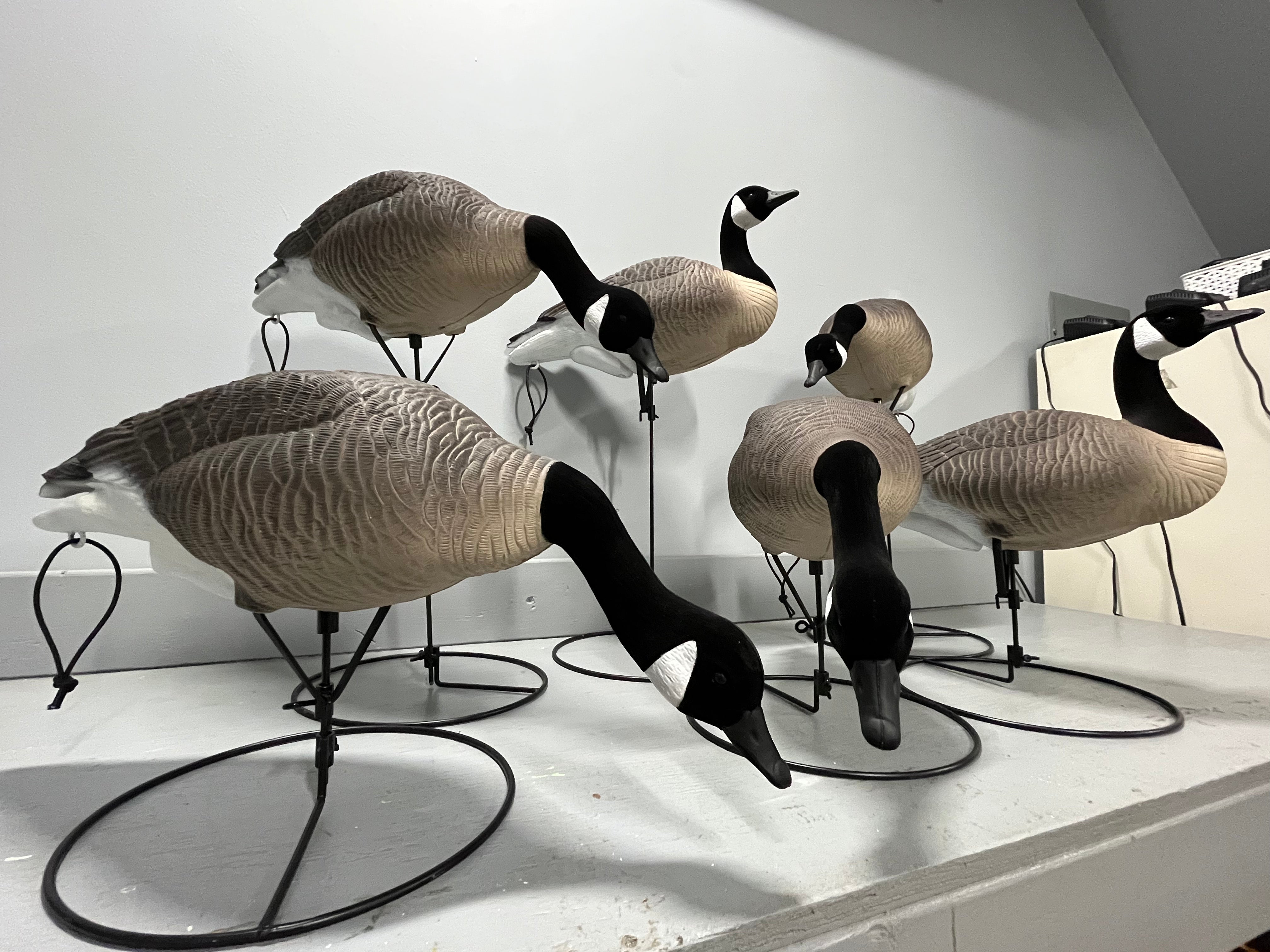 Full Body Canada Goose Decoys "PE PLASTIC" with Ring Bases "Per 6Pa