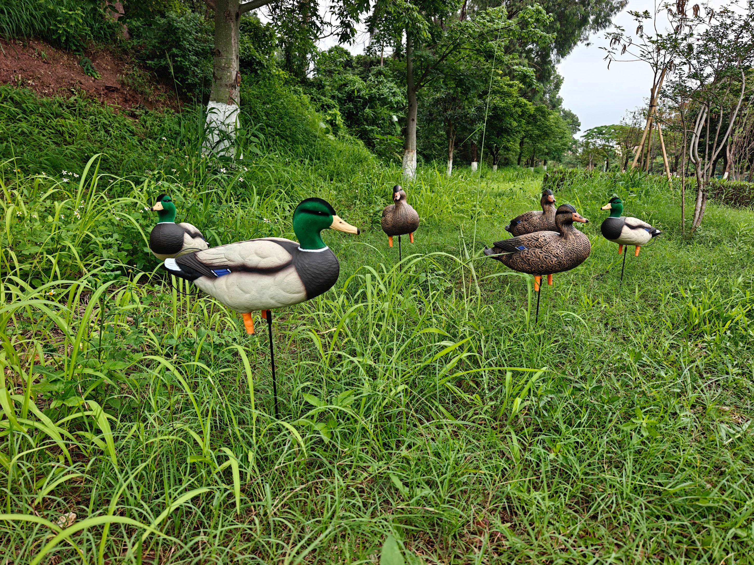 * PRE-ORDER SALE * "MAGNUM" Full Body Field Mallard Duck Decoys “PE Plastic” (hard body) FLOCKED HEADS ON DRAKES