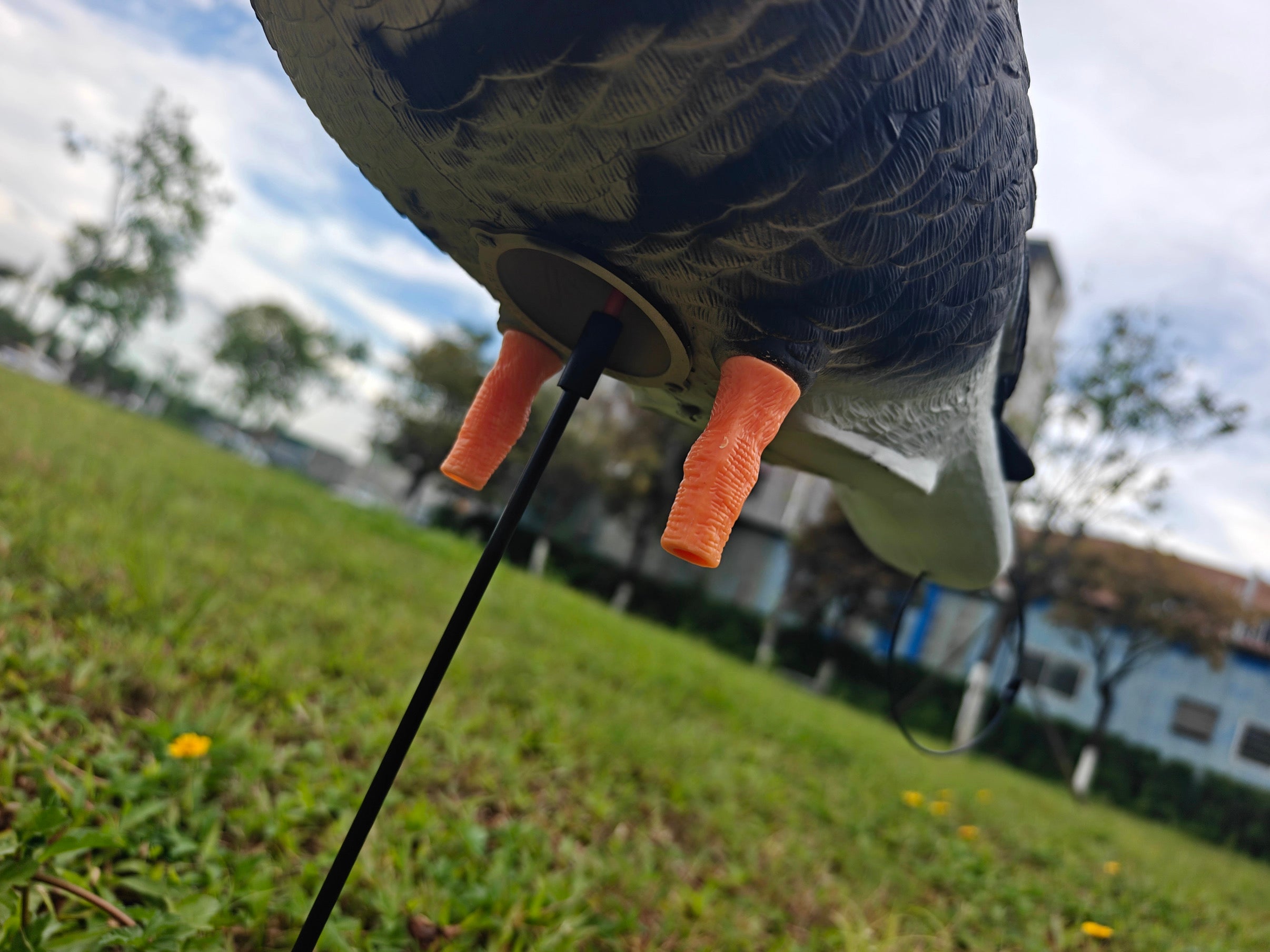 Full Body "Open Mouth" Specklebelly Goose Decoys "PE Plastic" (hard body) - "Per 4-Pack"
