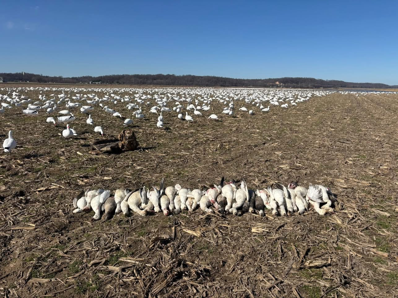 Full Body Snow Goose Decoys "PE Plastic" (hard body) with Square Bases - "Per 6-Pack"