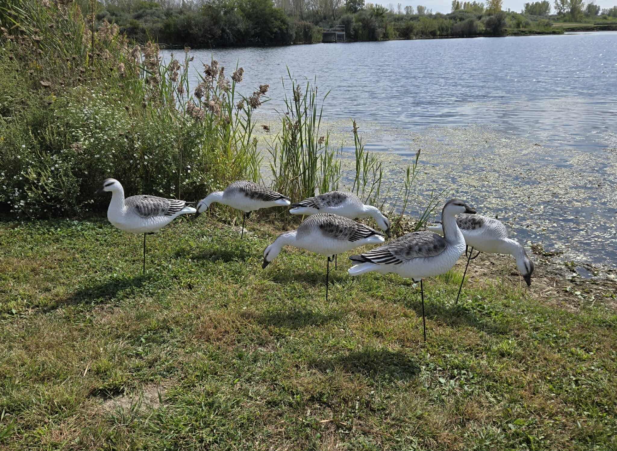 "EVA" Juvie Snow Goose Full Body Decoys “Per Dozen”