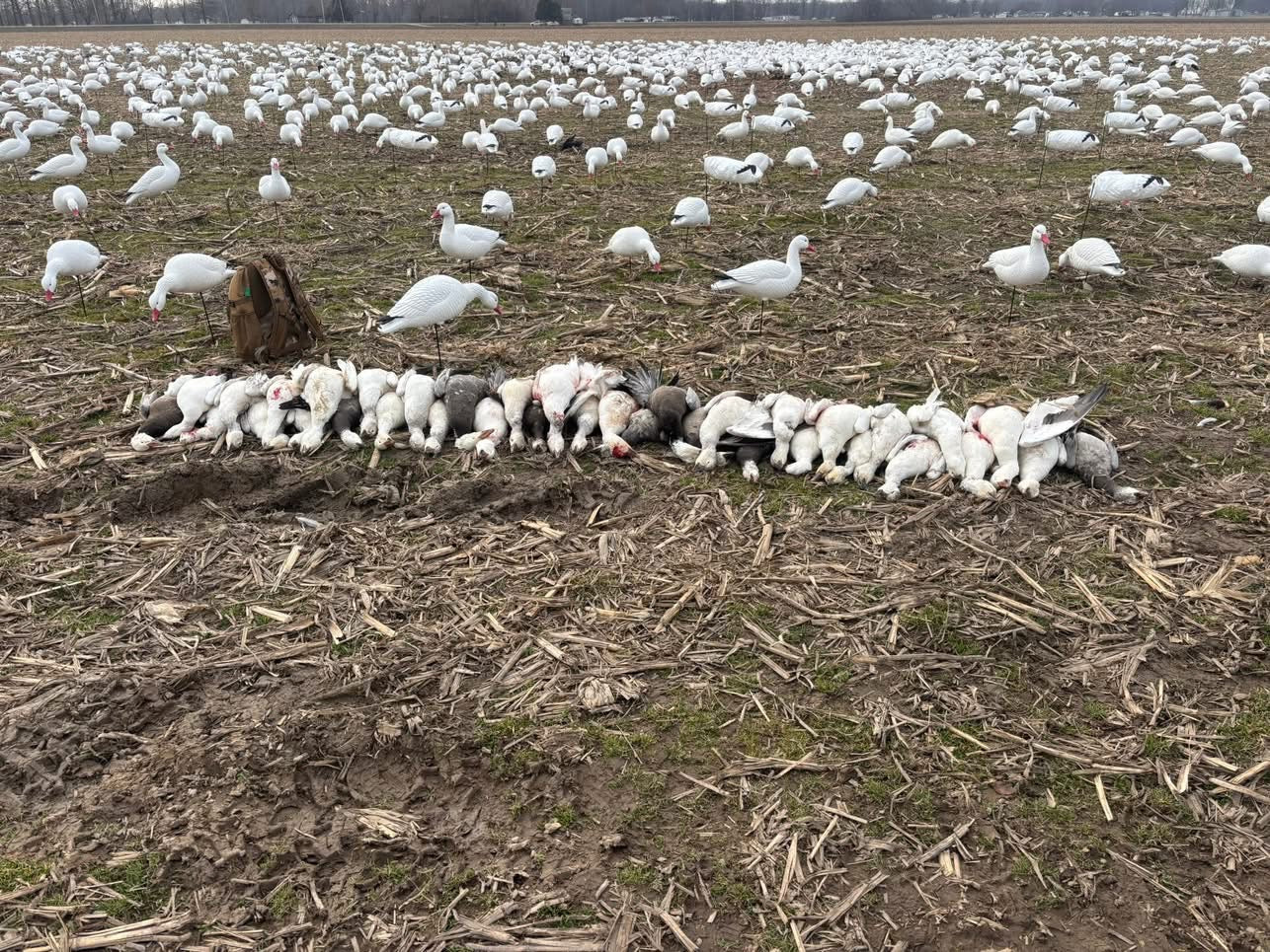 Full Body Snow Goose Decoys "PE Plastic" (hard body) with Square Bases - "Per 6-Pack"