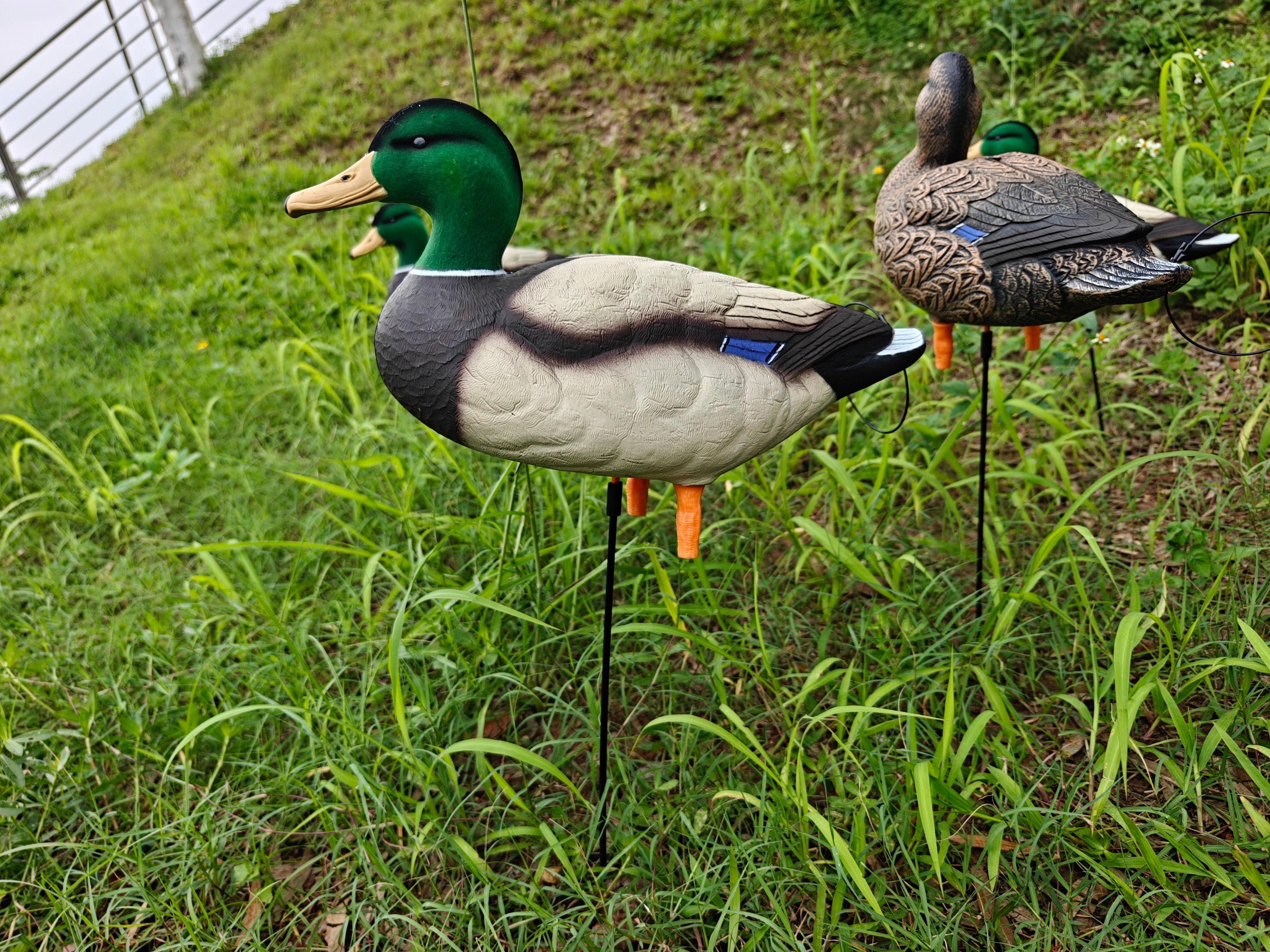 * PRE-ORDER SALE * "MAGNUM" Full Body Field Mallard Duck Decoys “PE Plastic” (hard body) FLOCKED HEADS ON DRAKES