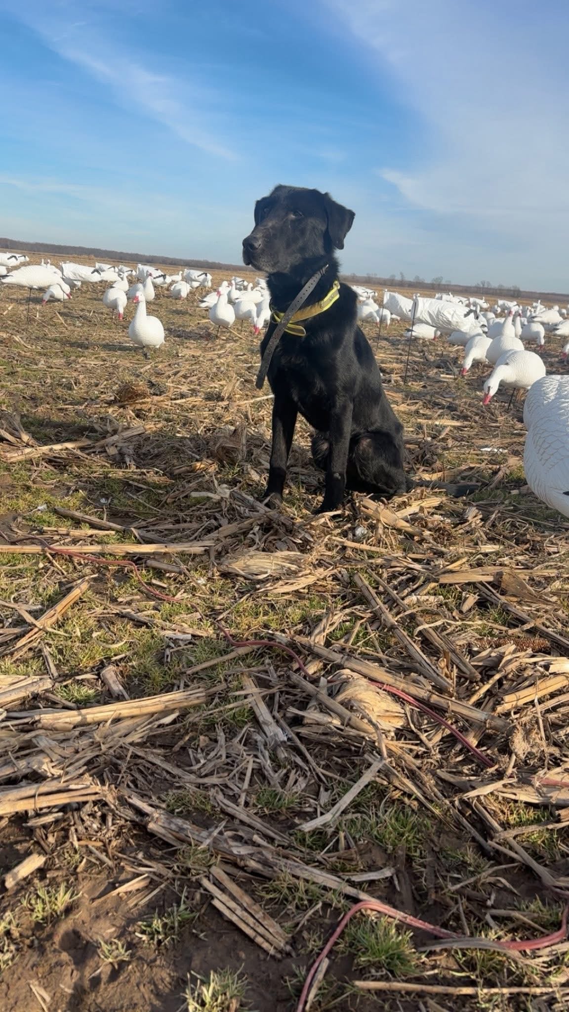 Full Body Snow Goose Decoys "PE Plastic" (hard body) with Square Bases - "Per 6-Pack"