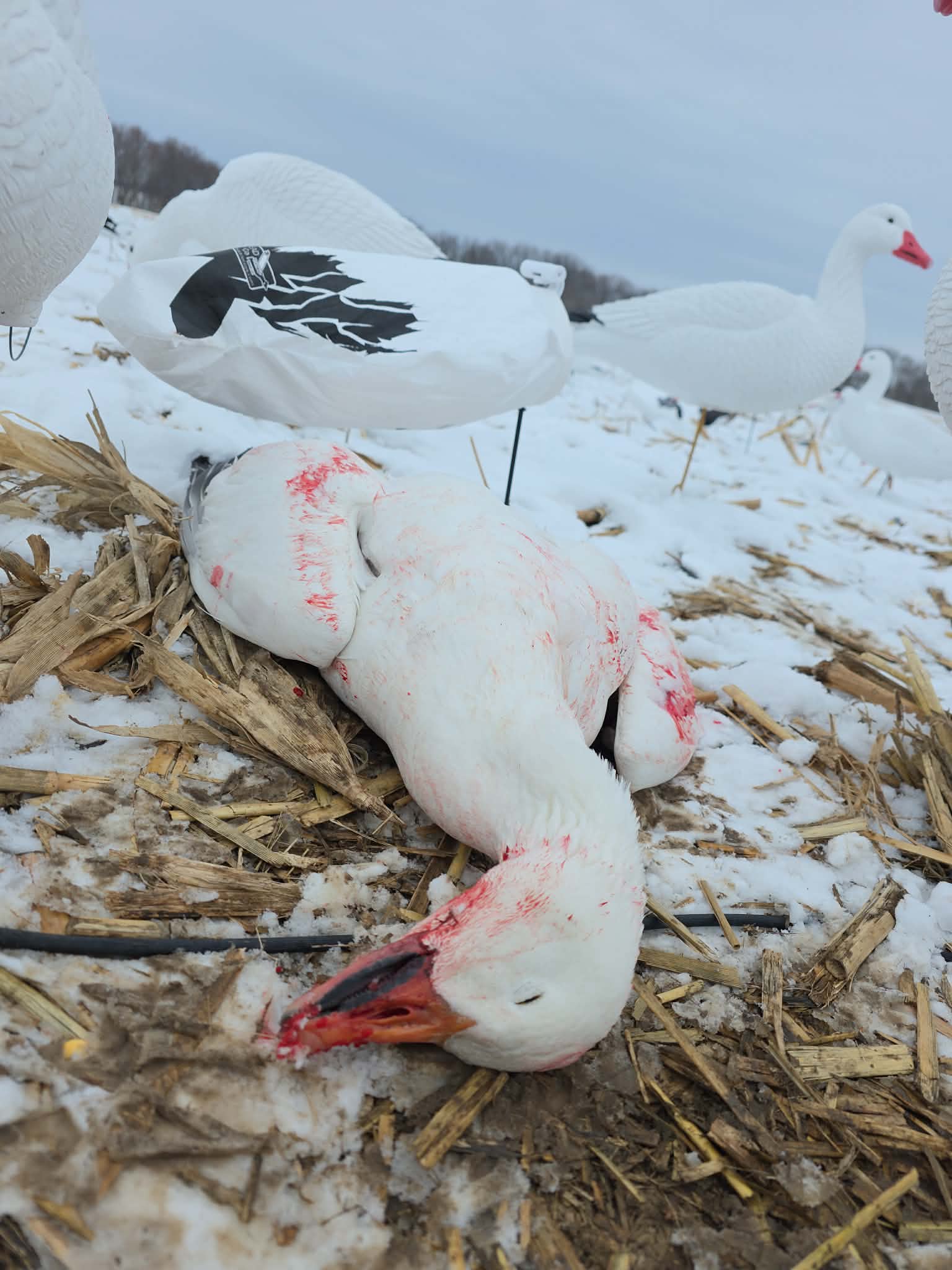 Full Body Snow Goose Decoys "PE Plastic" (hard body) with Square Bases - "Per 6-Pack"