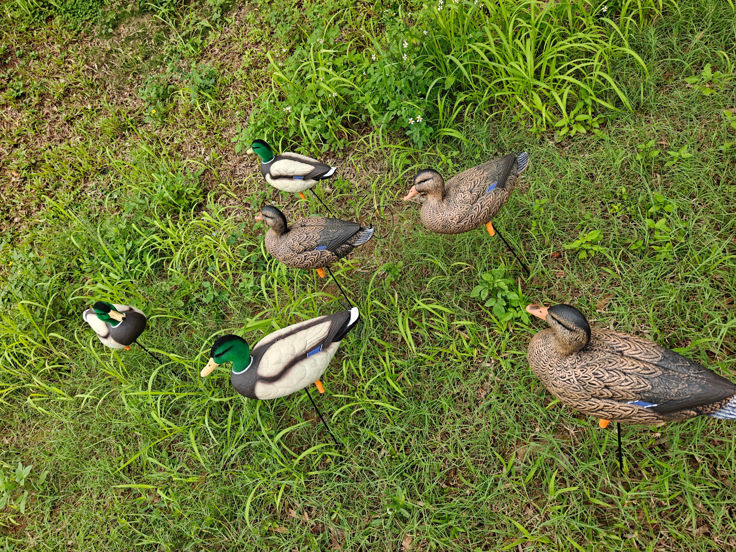* PRE-ORDER SALE * "MAGNUM" Full Body Field Mallard Duck Decoys “PE Plastic” (hard body) FLOCKED HEADS ON DRAKES
