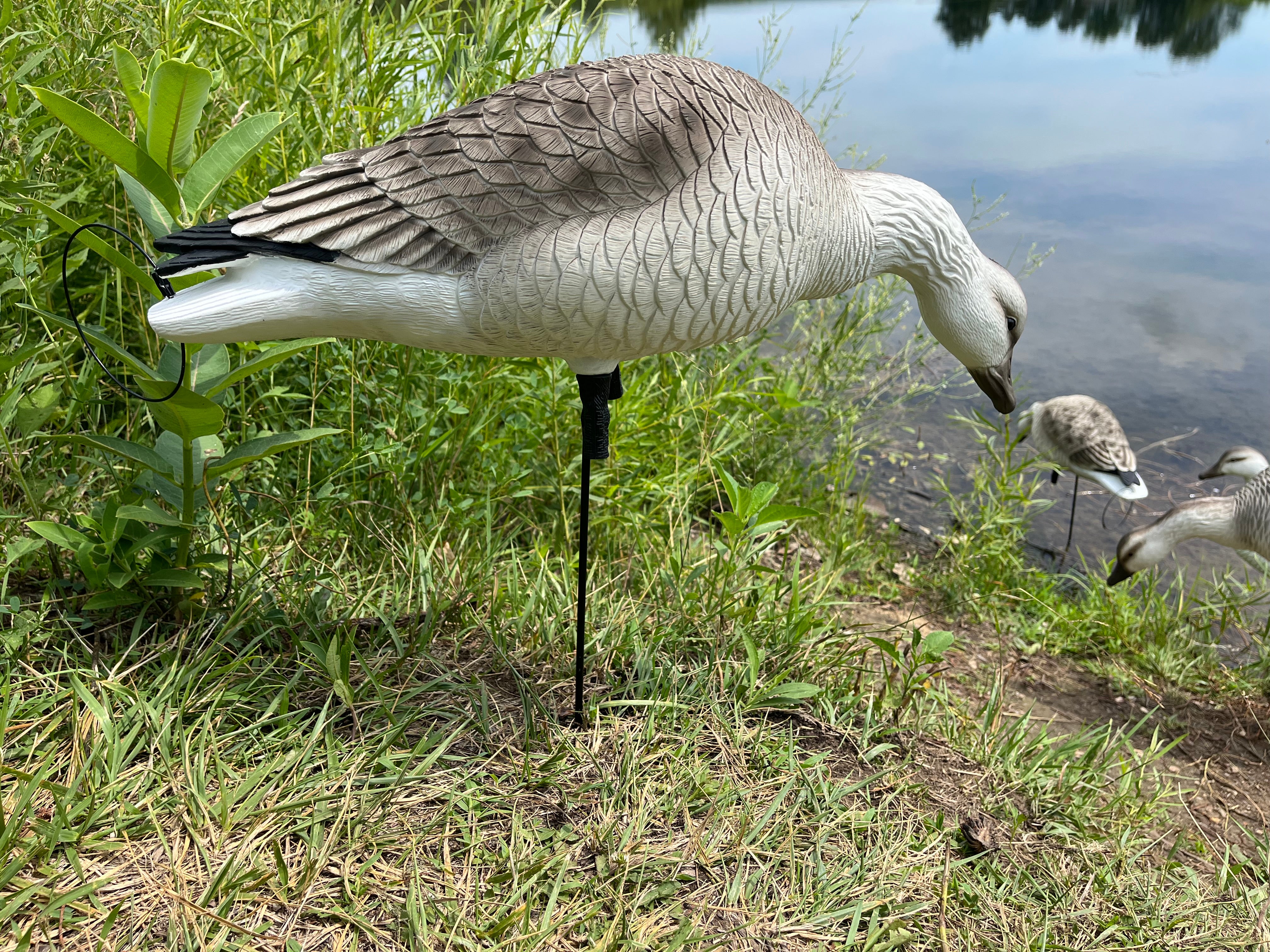 Full Body Snow Juvie Goose Decoys "PE Plastic" (hard body) - "Per 6-Pack"