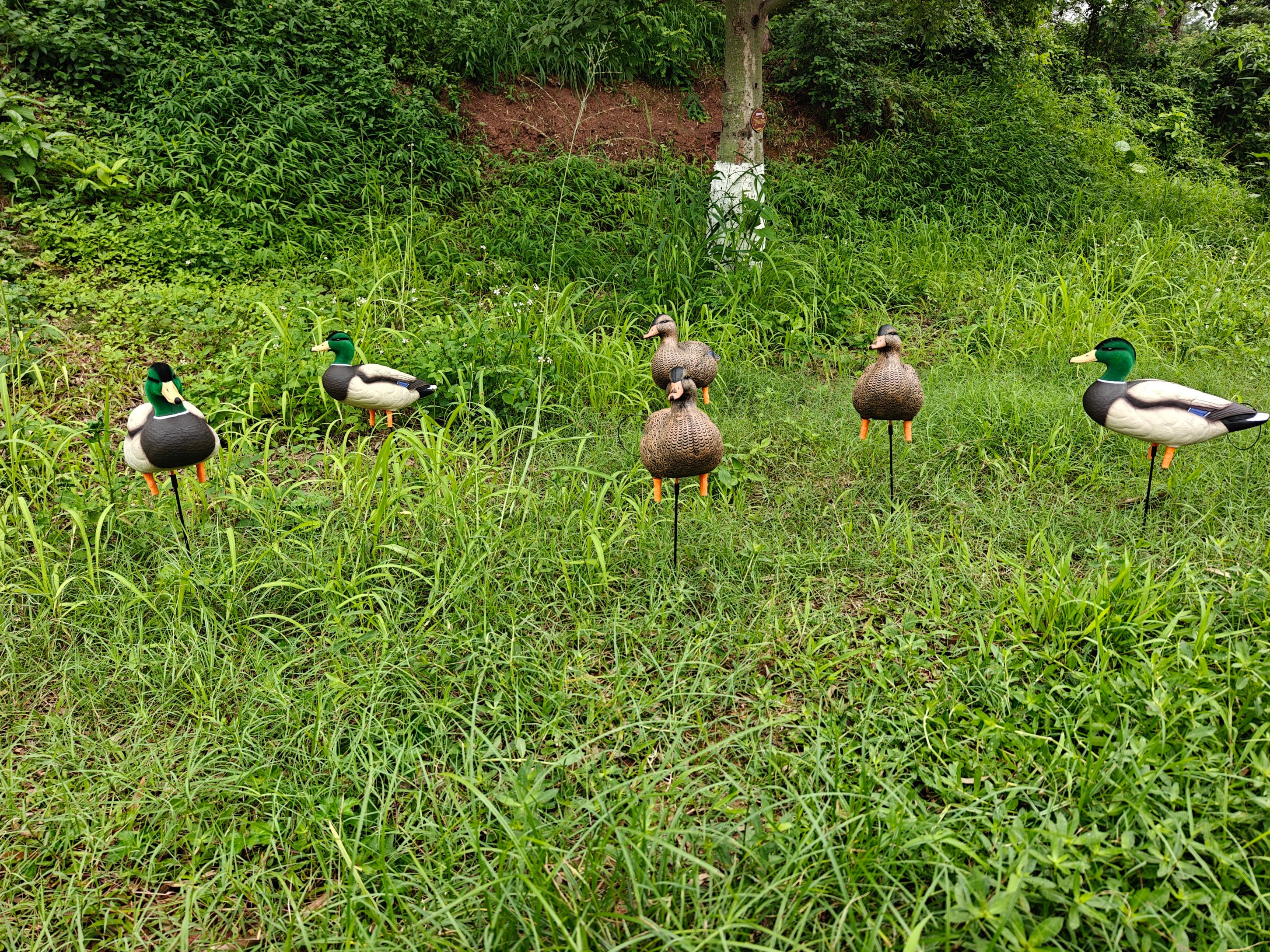 * PRE-ORDER SALE * "MAGNUM" Full Body Field Mallard Duck Decoys “PE Plastic” (hard body) FLOCKED HEADS ON DRAKES