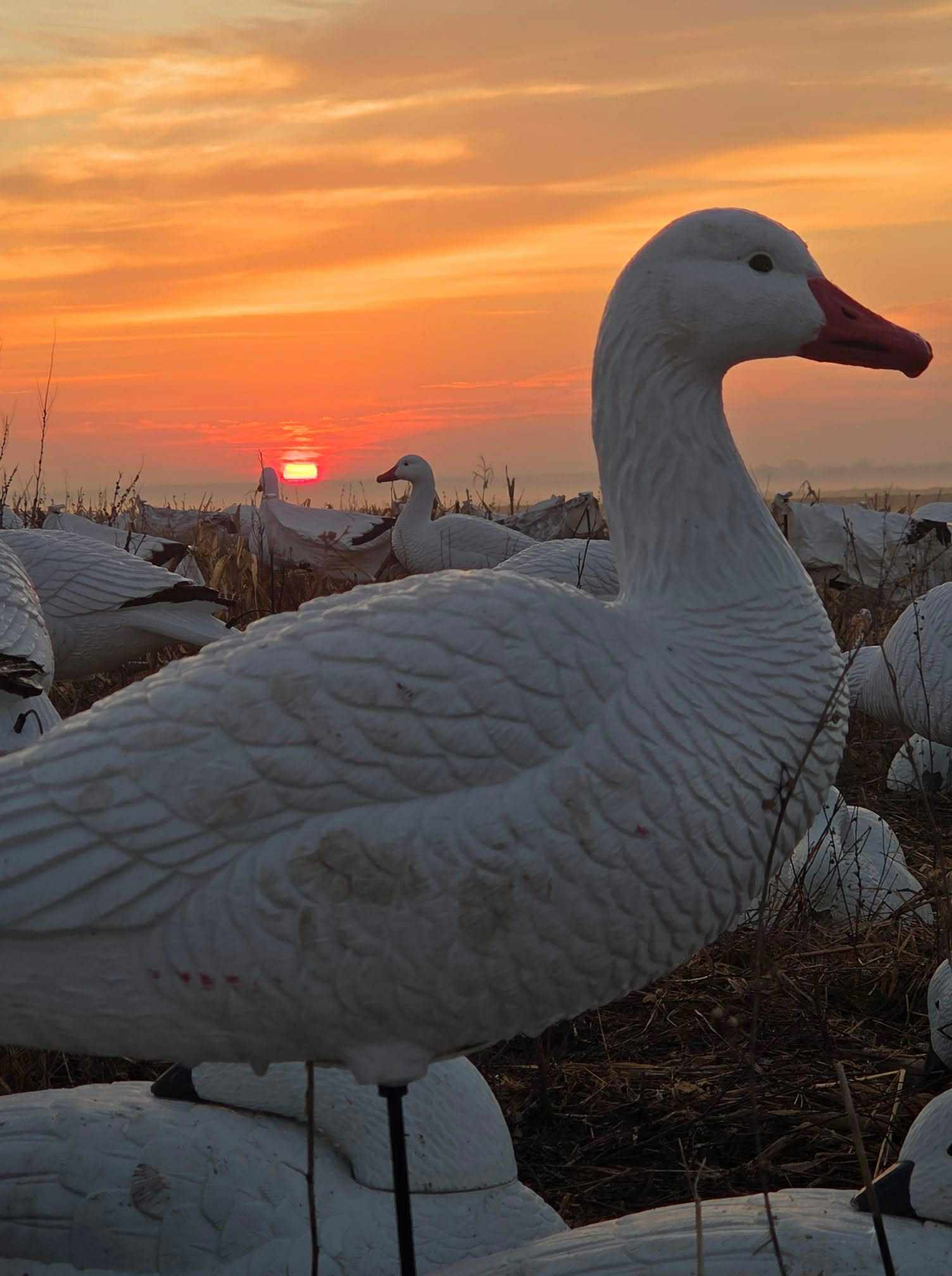 Full Body Snow Goose Decoys "PE Plastic" (hard body) with Square Bases - "Per 6-Pack"