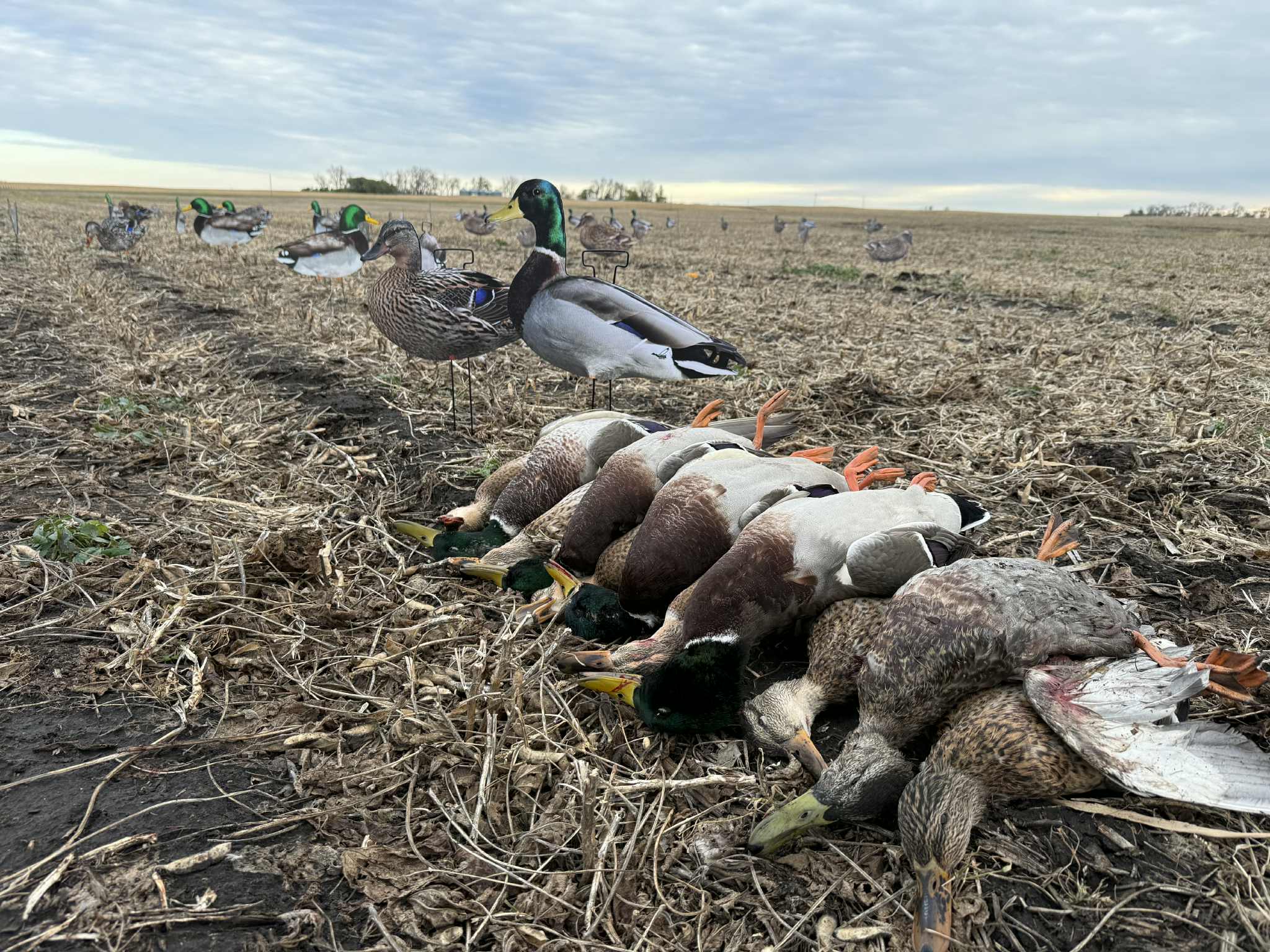 Mallard Duck Silhouette Decoys "Per Dozen"