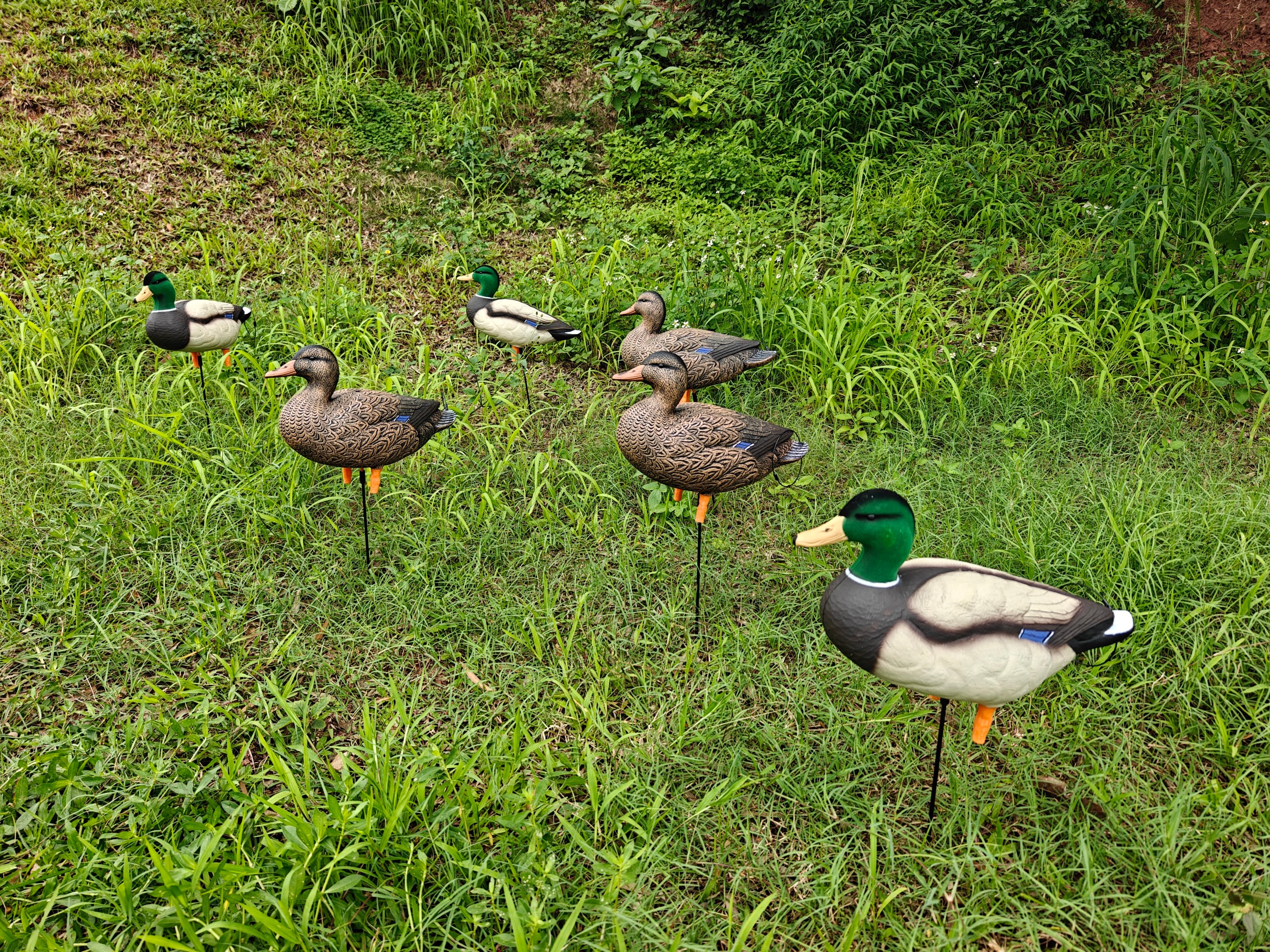* PRE-ORDER SALE * "MAGNUM" Full Body Field Mallard Duck Decoys “PE Plastic” (hard body) FLOCKED HEADS ON DRAKES