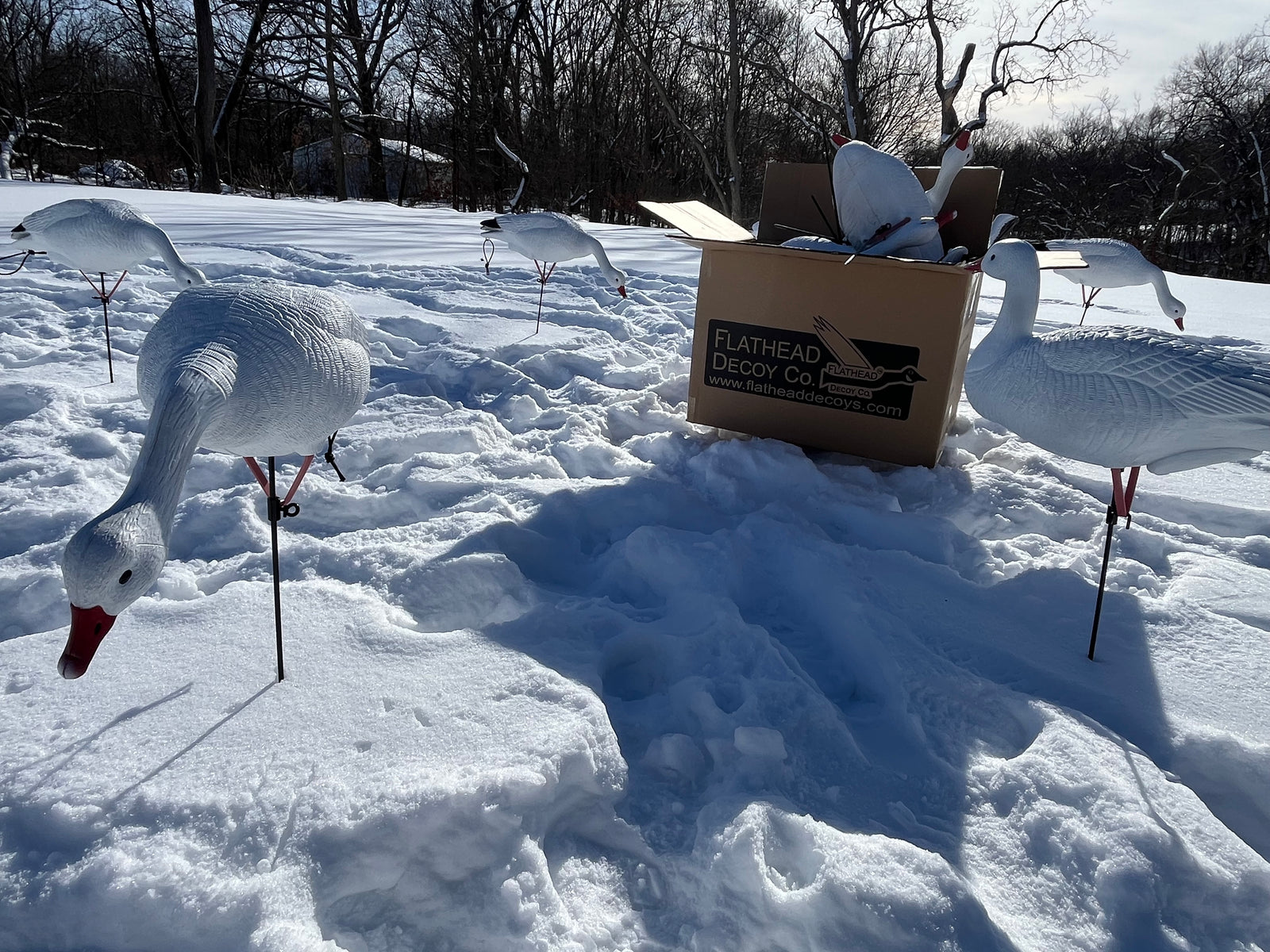 Full Body Snow Goose Decoys "PE Plastic" (hard body) - “Per 6-Pack”