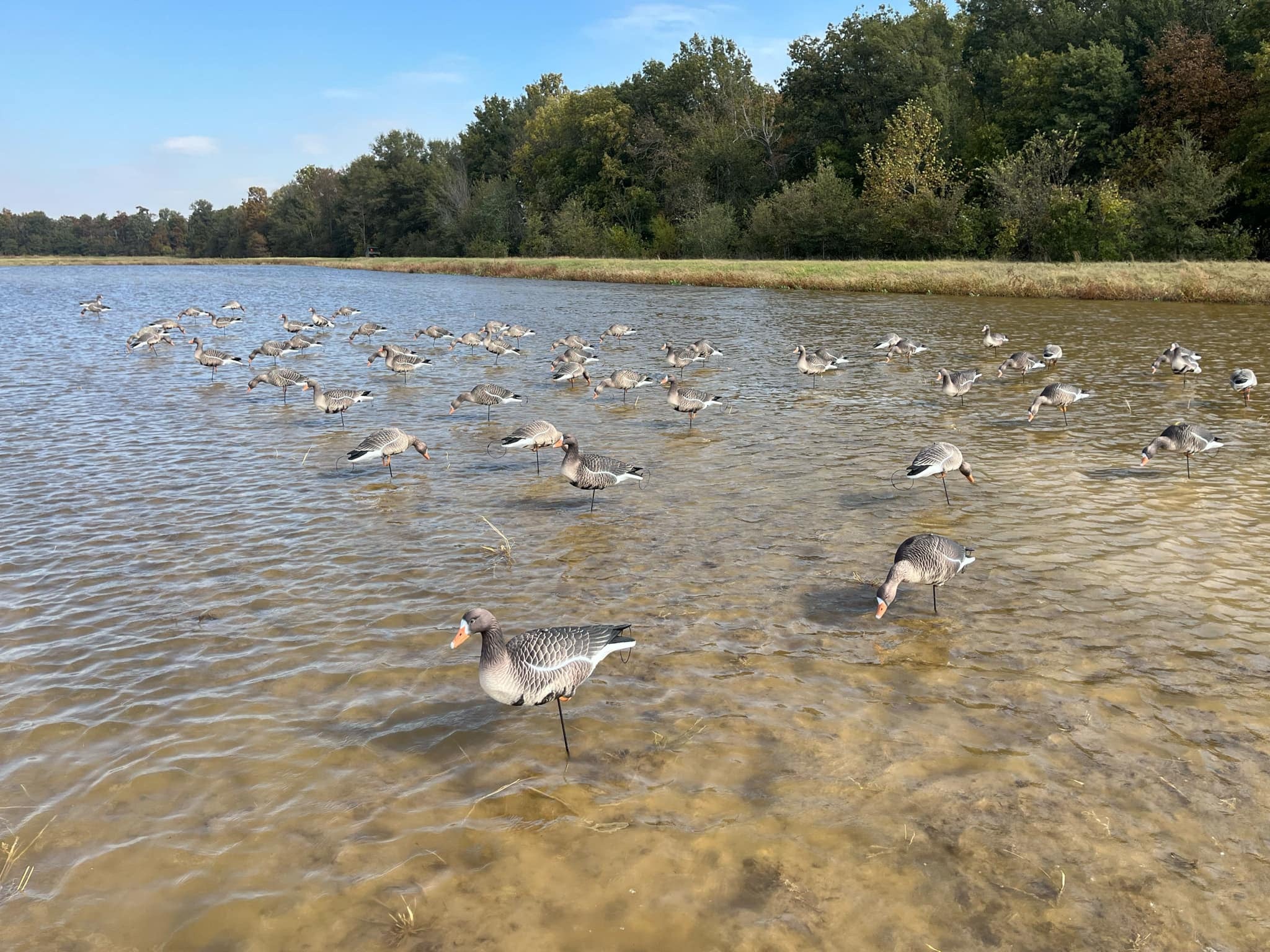 Full Body Specklebelly Goose Decoys "EVA Plastic" (flexible body) - "Per Dozen"